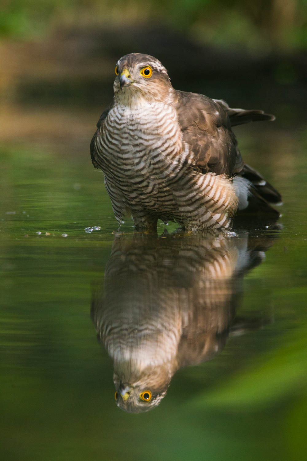Sparrowhawk all'abbeverata - 2