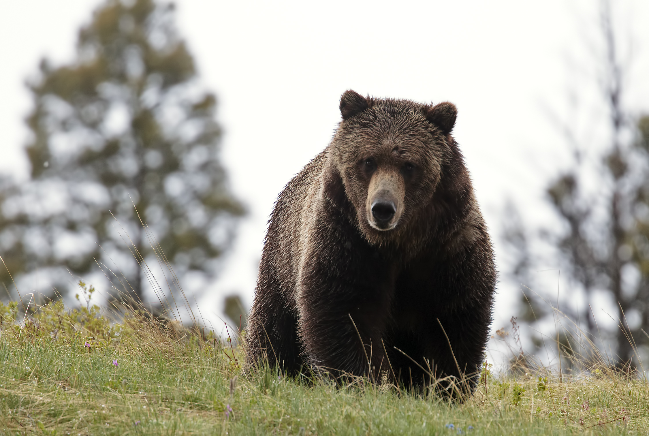close encounter with the Grizzly