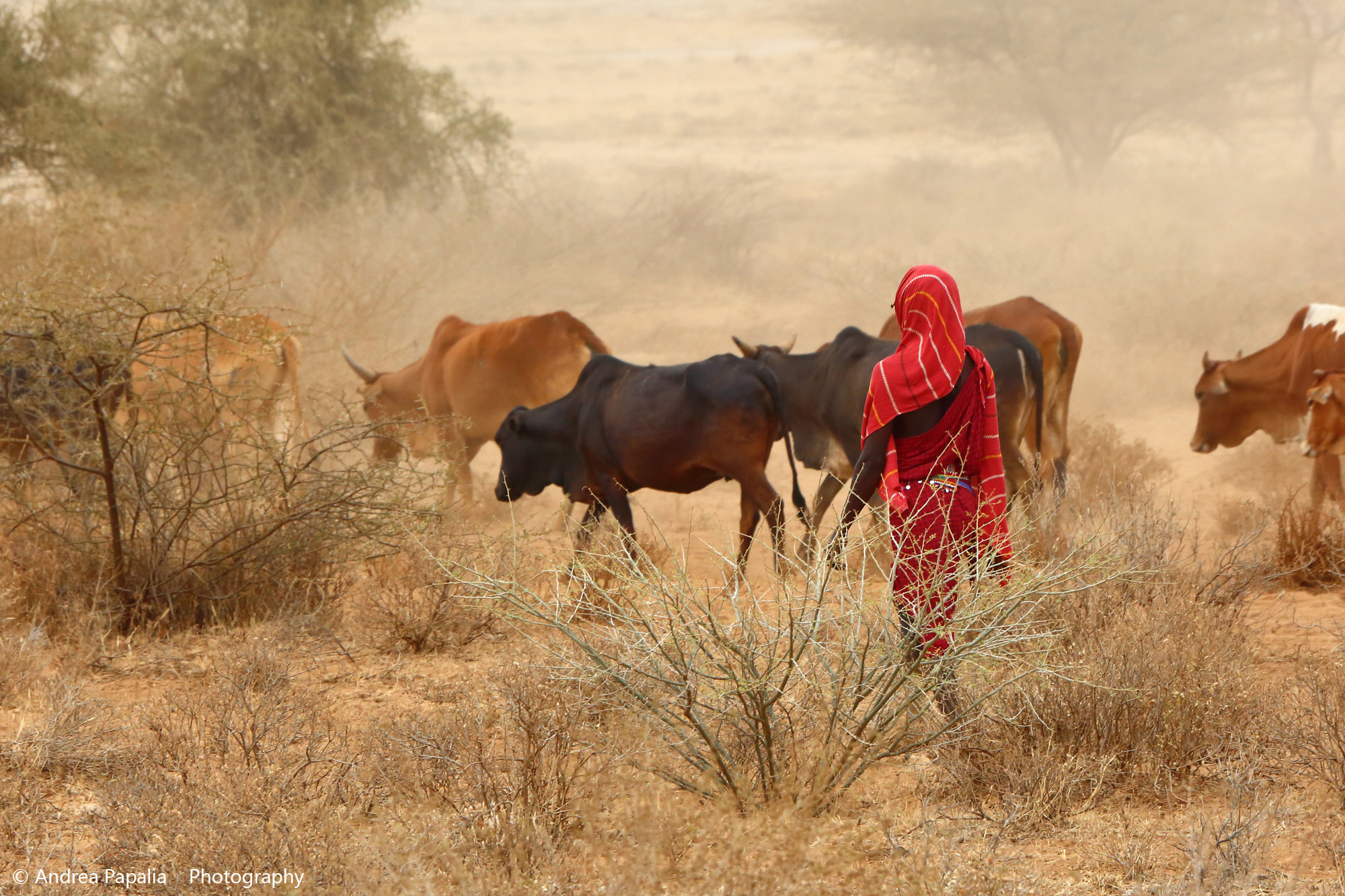 Color and dust of Africa