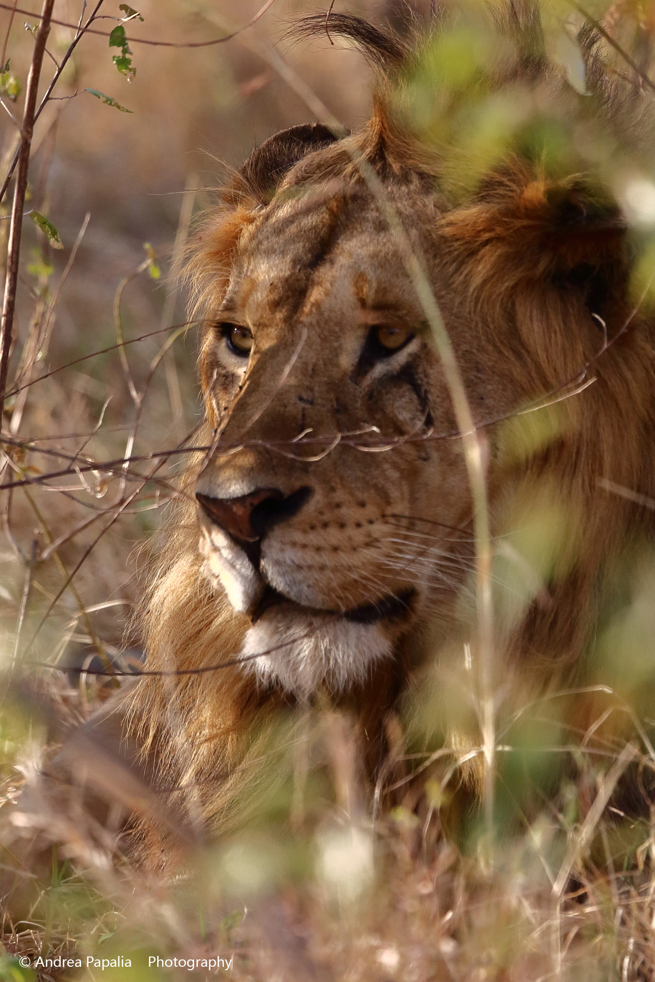 Is the pride in his eyes
