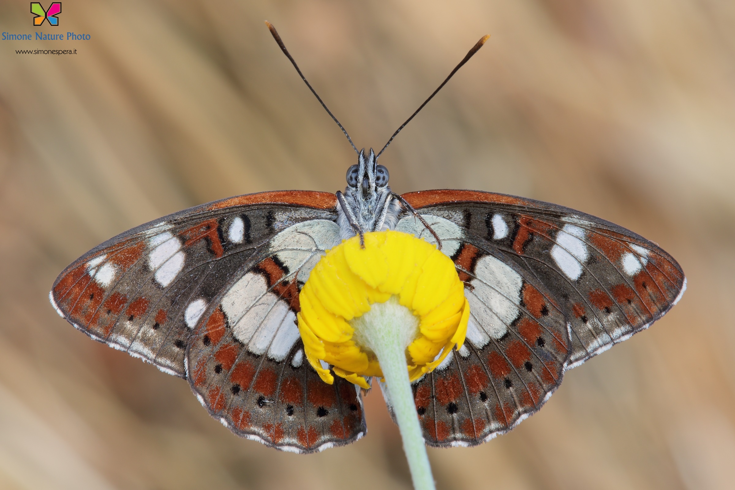 Limenitis reducta.....