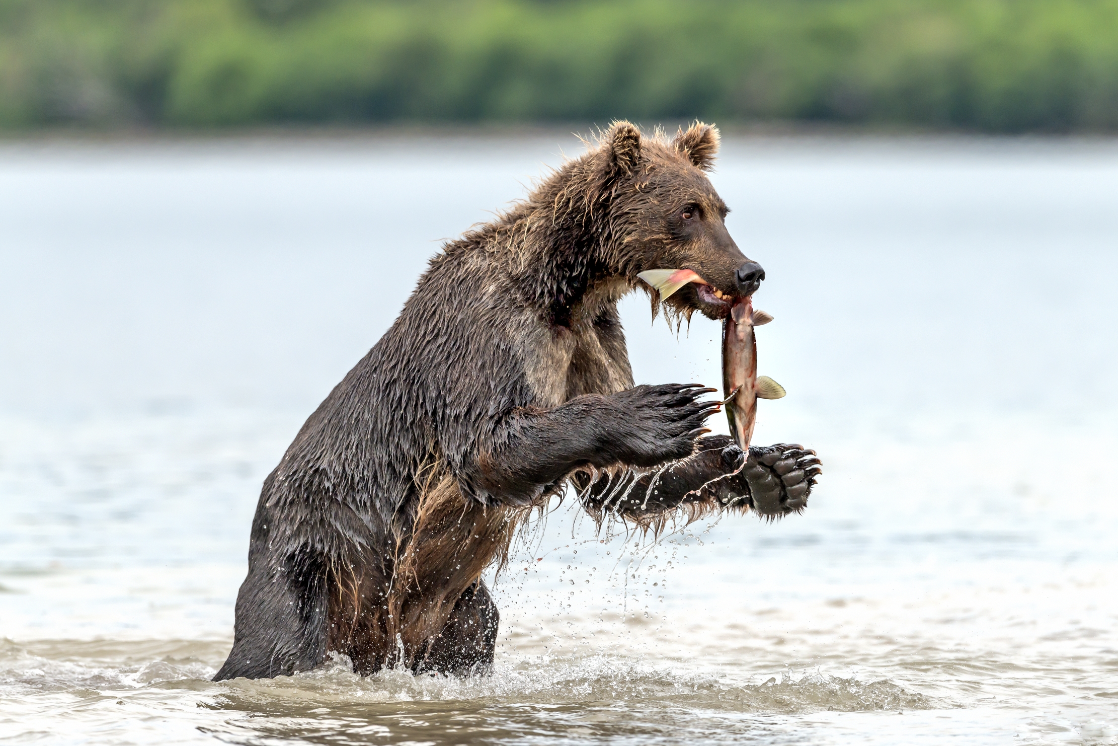 Kamchatka 2016 - Merenda