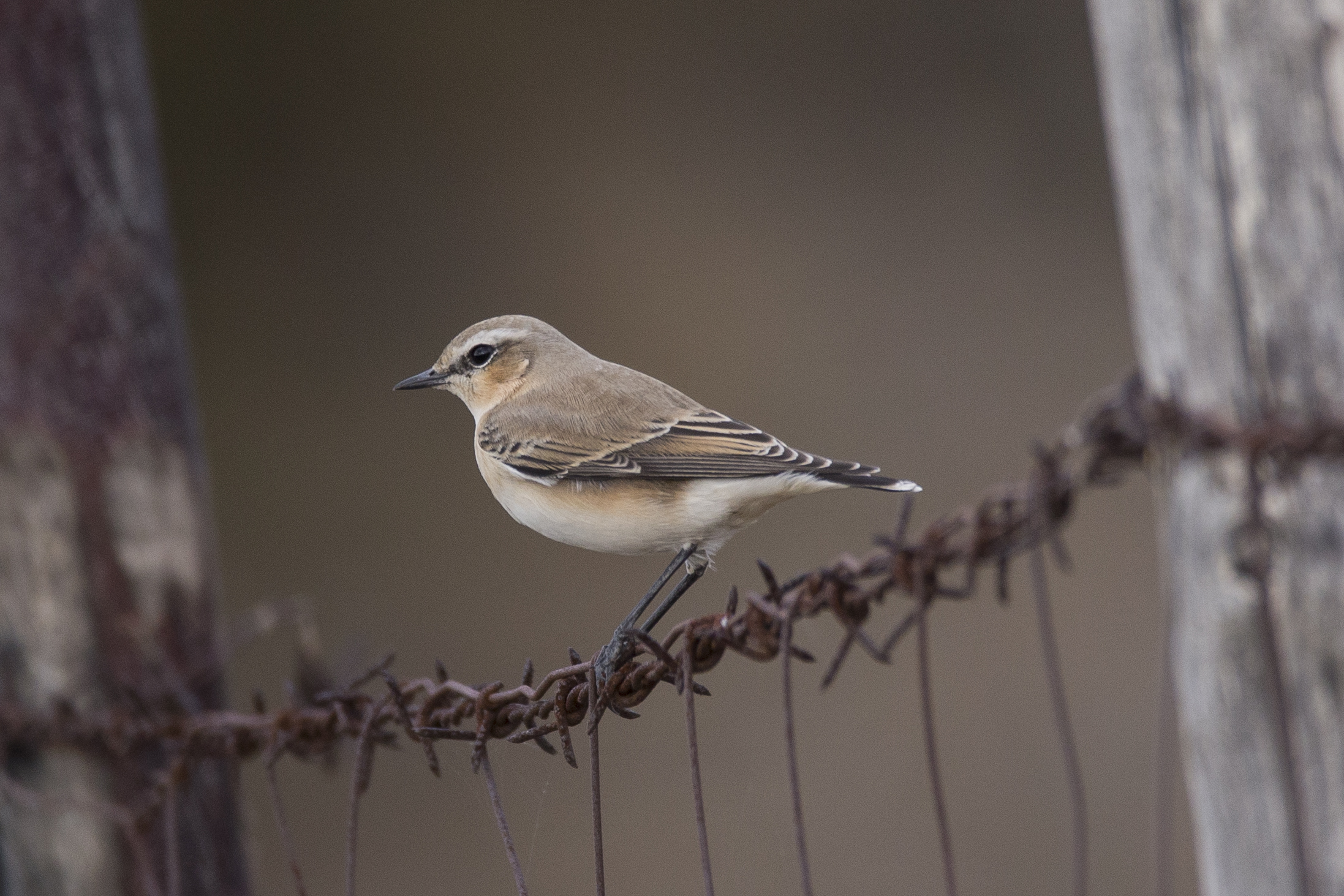 wheatear