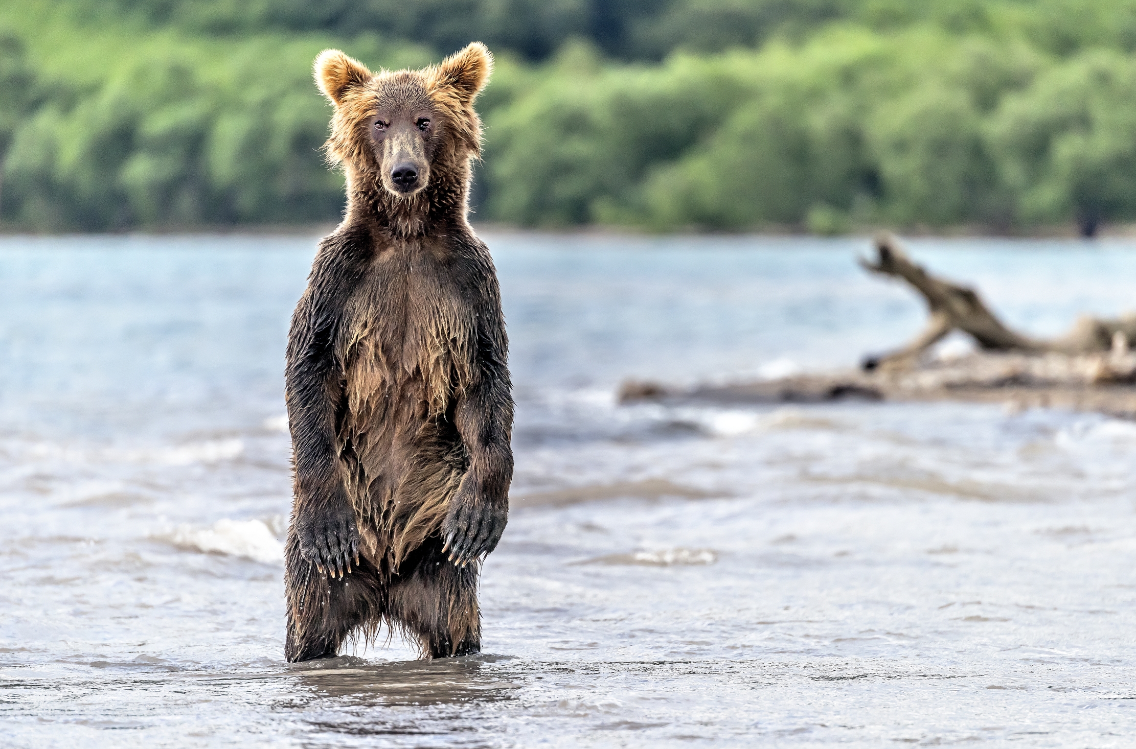 Kamchatka 2016 - Il bipede