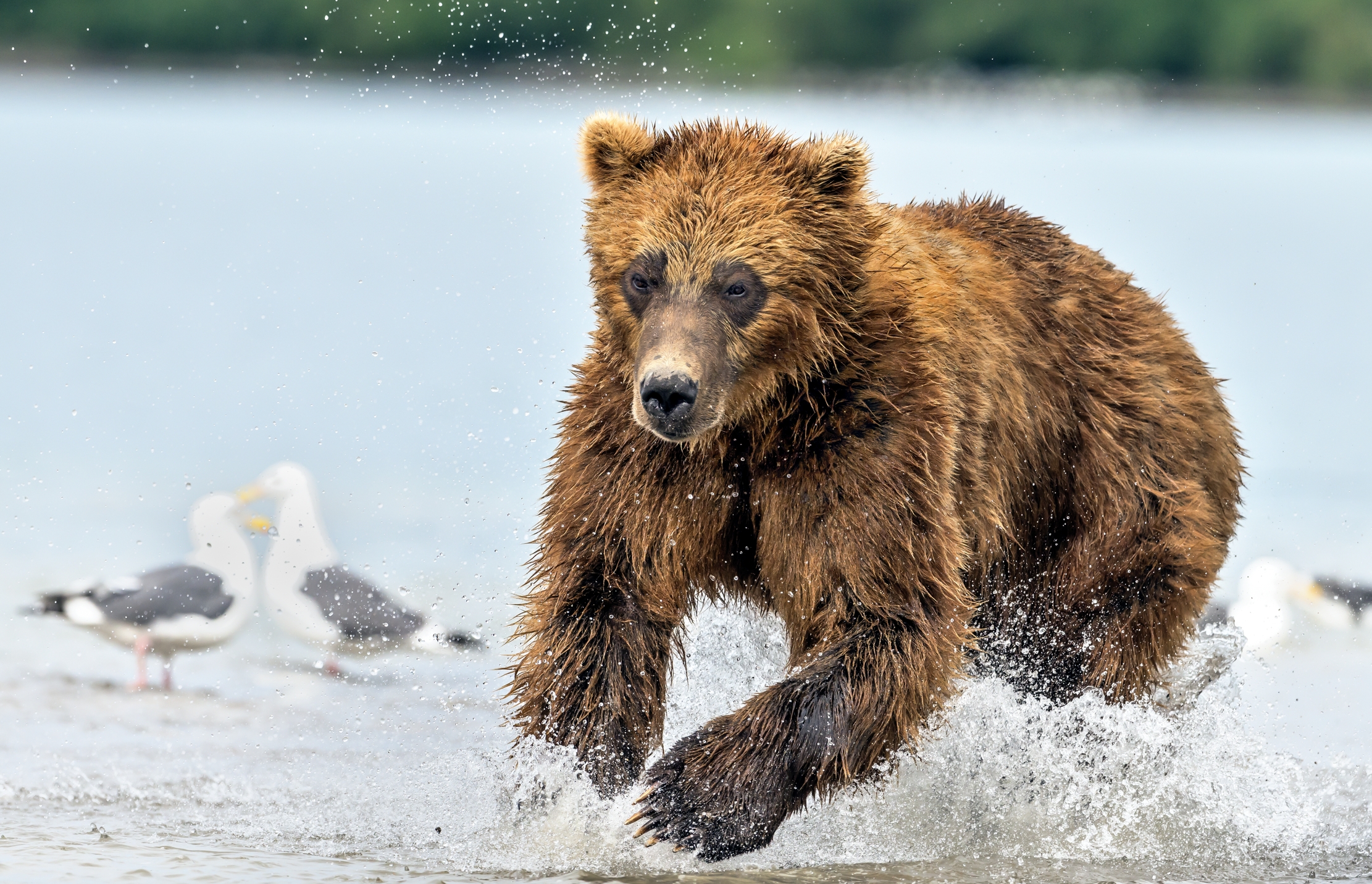 Kamchatka 2016 - Caccia