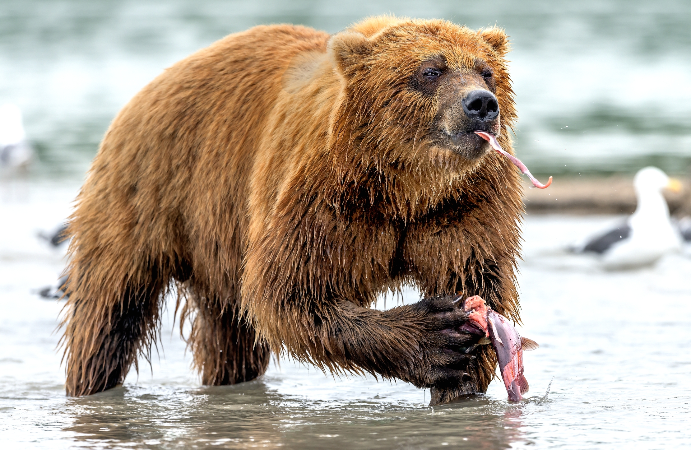 Kamchatka 2016 - Lo spuntino