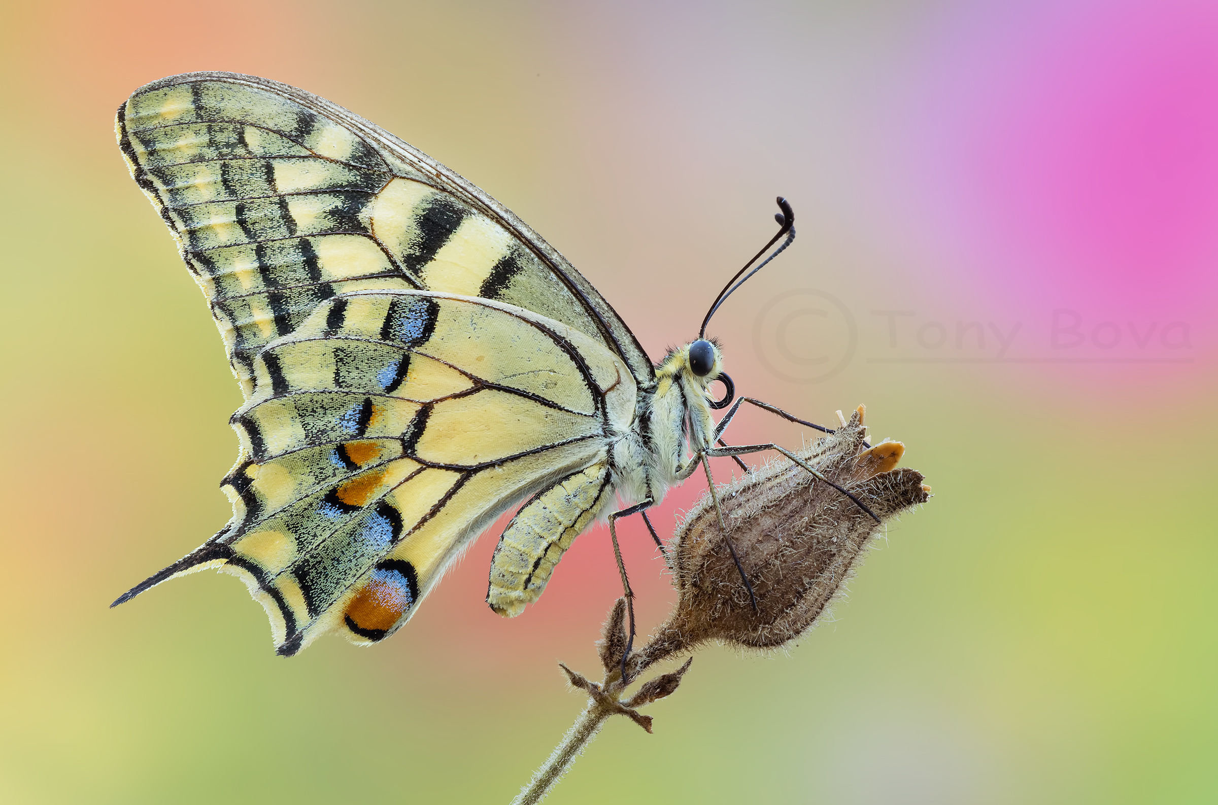 King Swallowtail ...