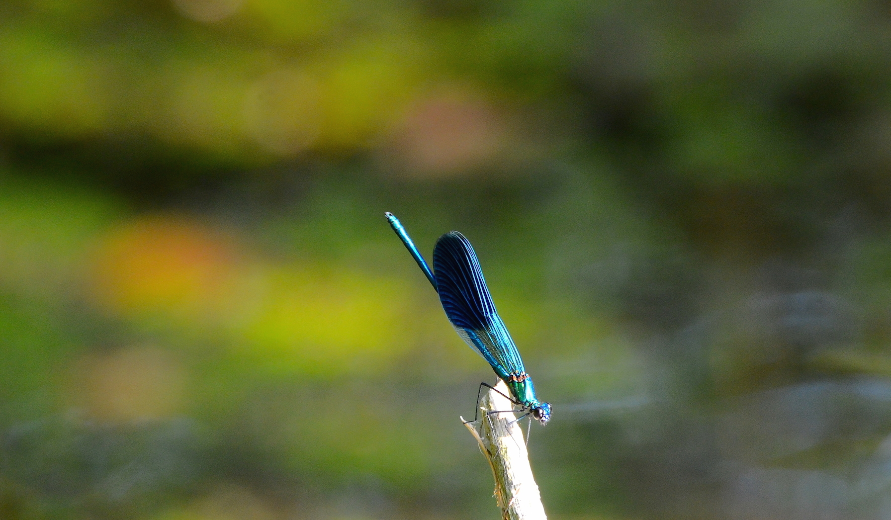 Splendente comune  (Calopteryx splendens)