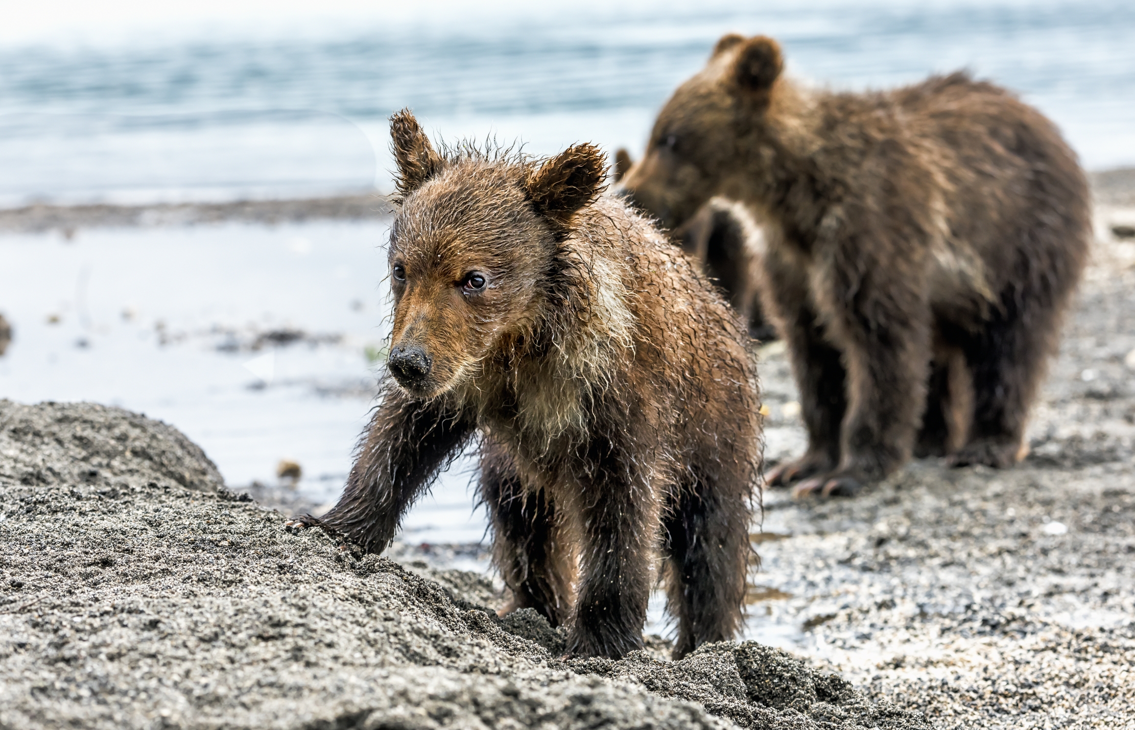 Kamchatka 2016 - A distanza (troppo) ravvicinata