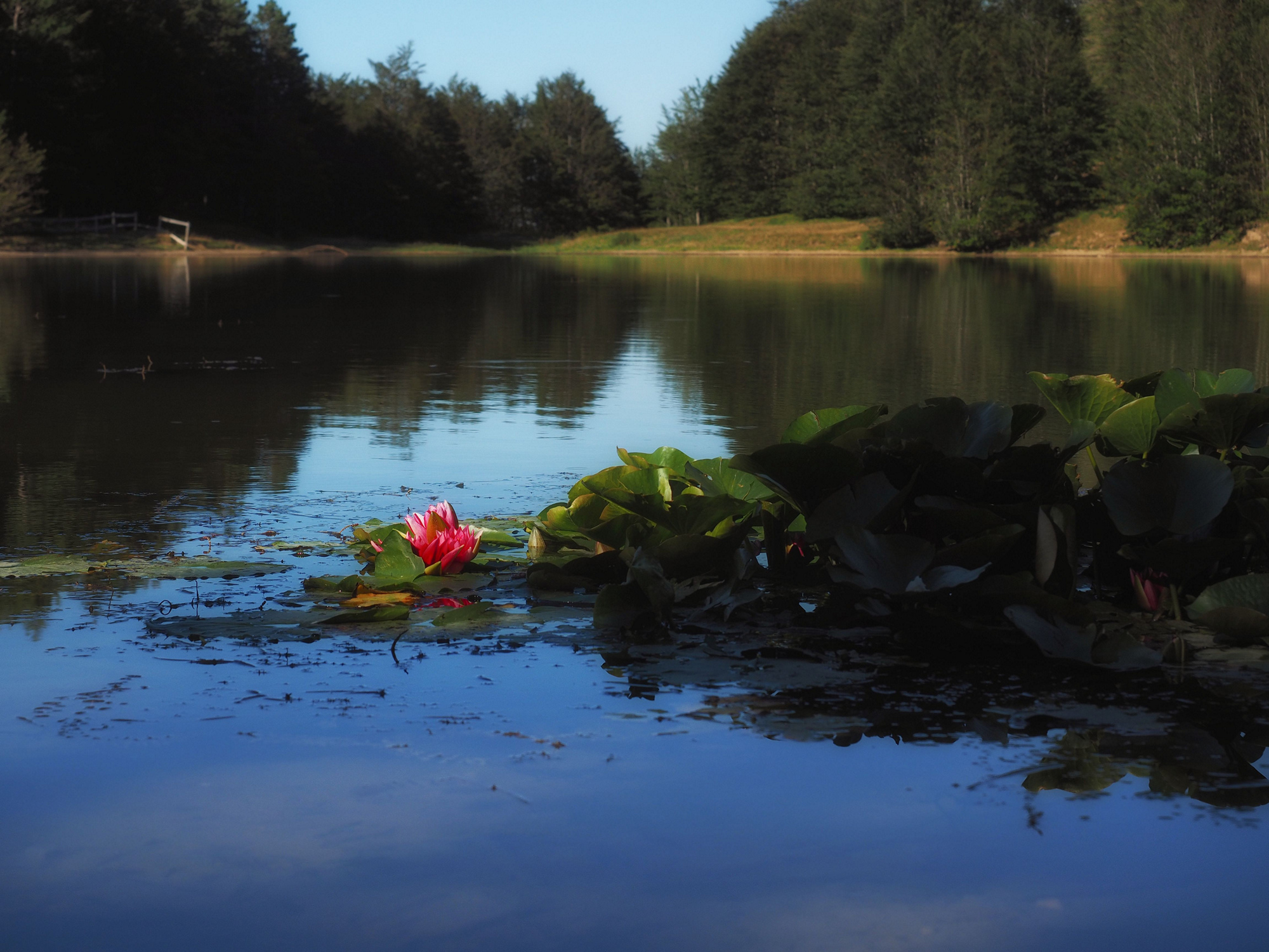 Water lilies Lake Calamone