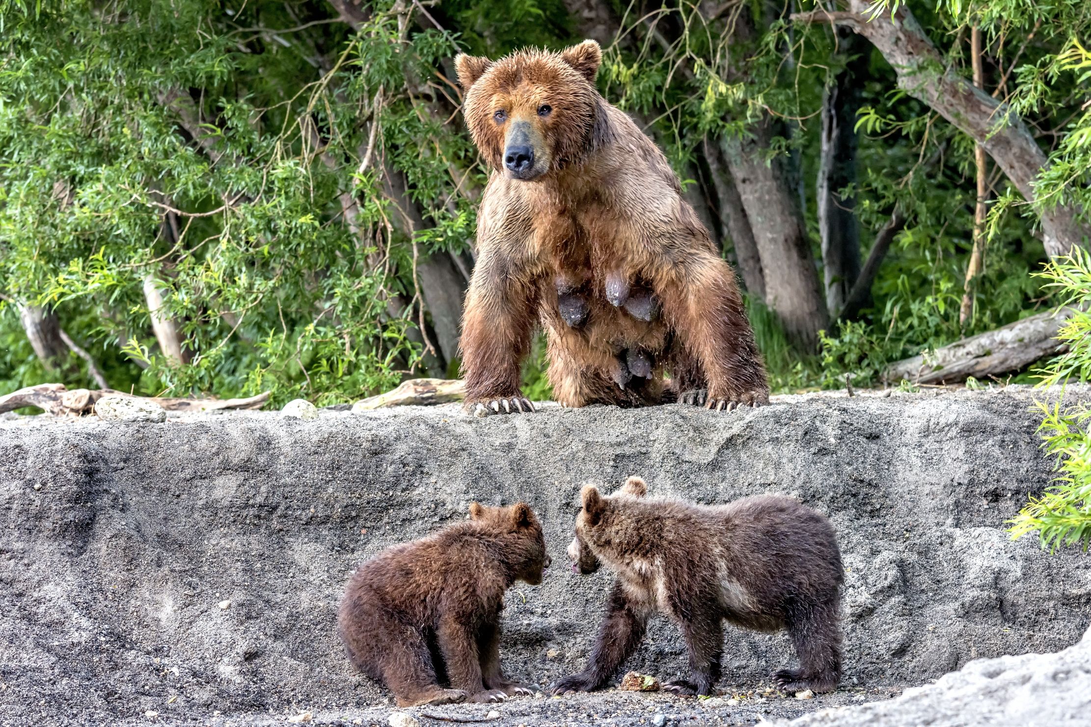 Kamchatka 2016 - Sorvegliati speciali