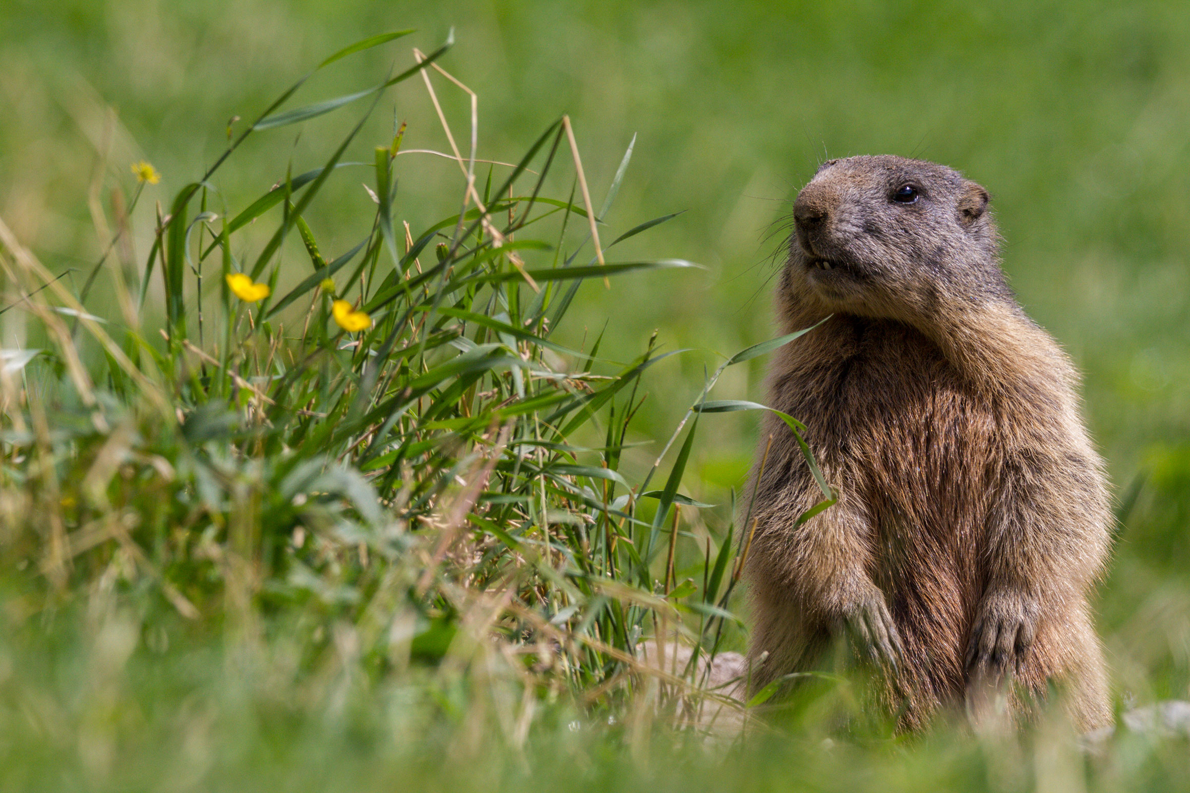 Marmotta curiosa
