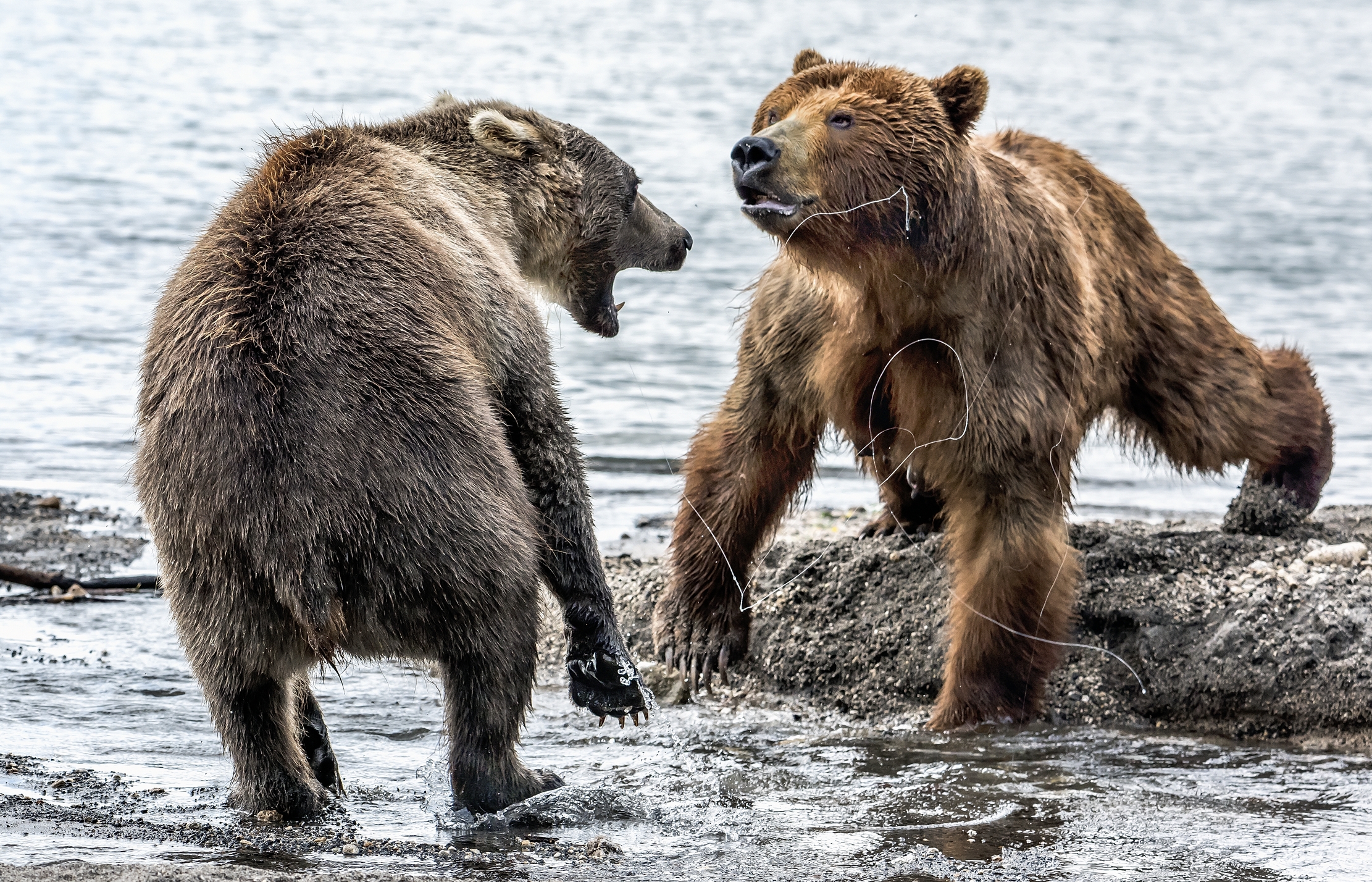 Kamchatka 2016 - Incontri nervosi