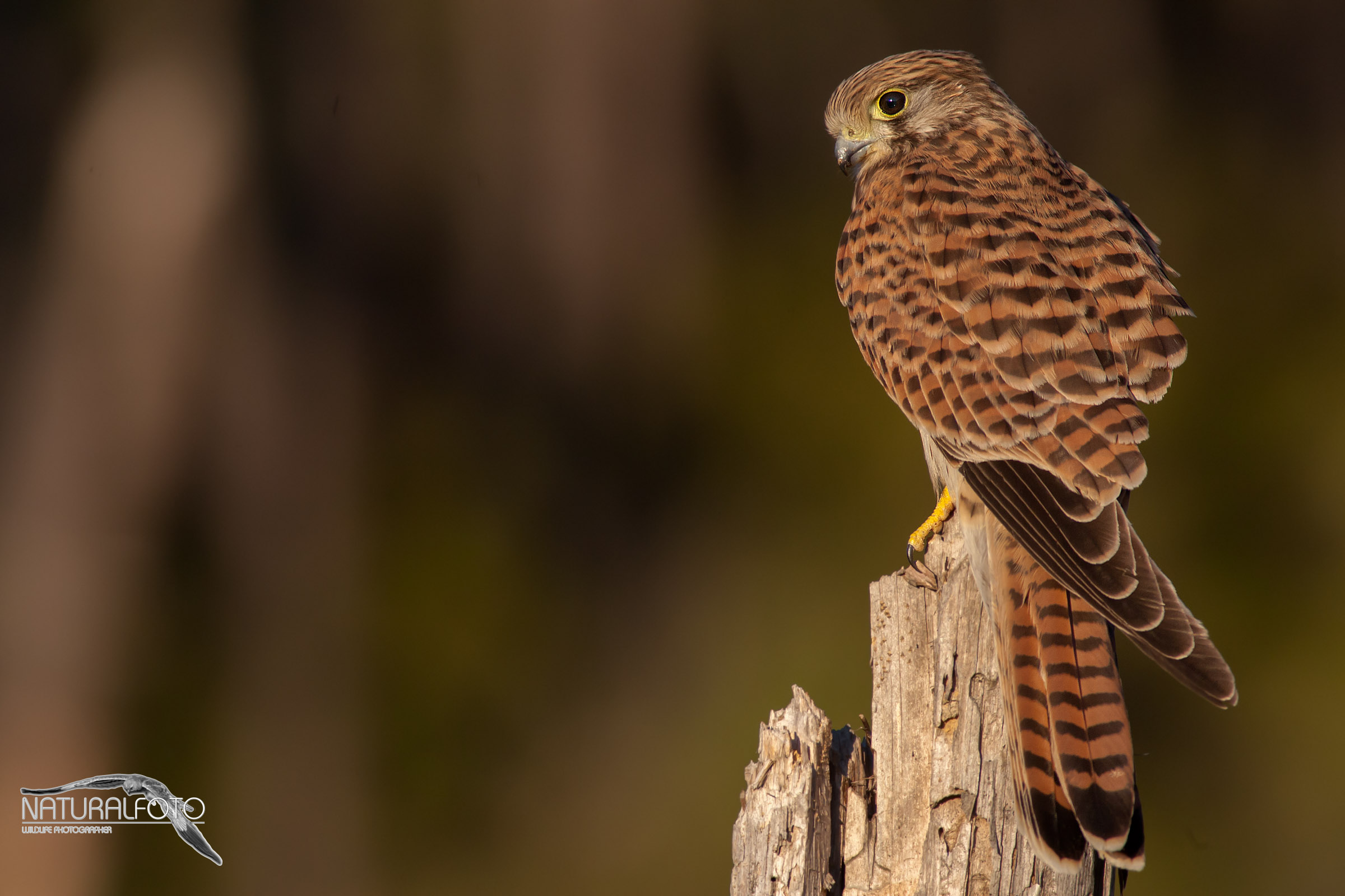 Sunset on the kestrel - full size