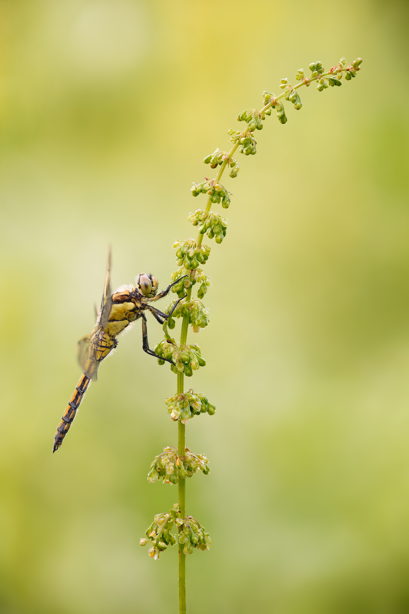Orthetrum cancellatum