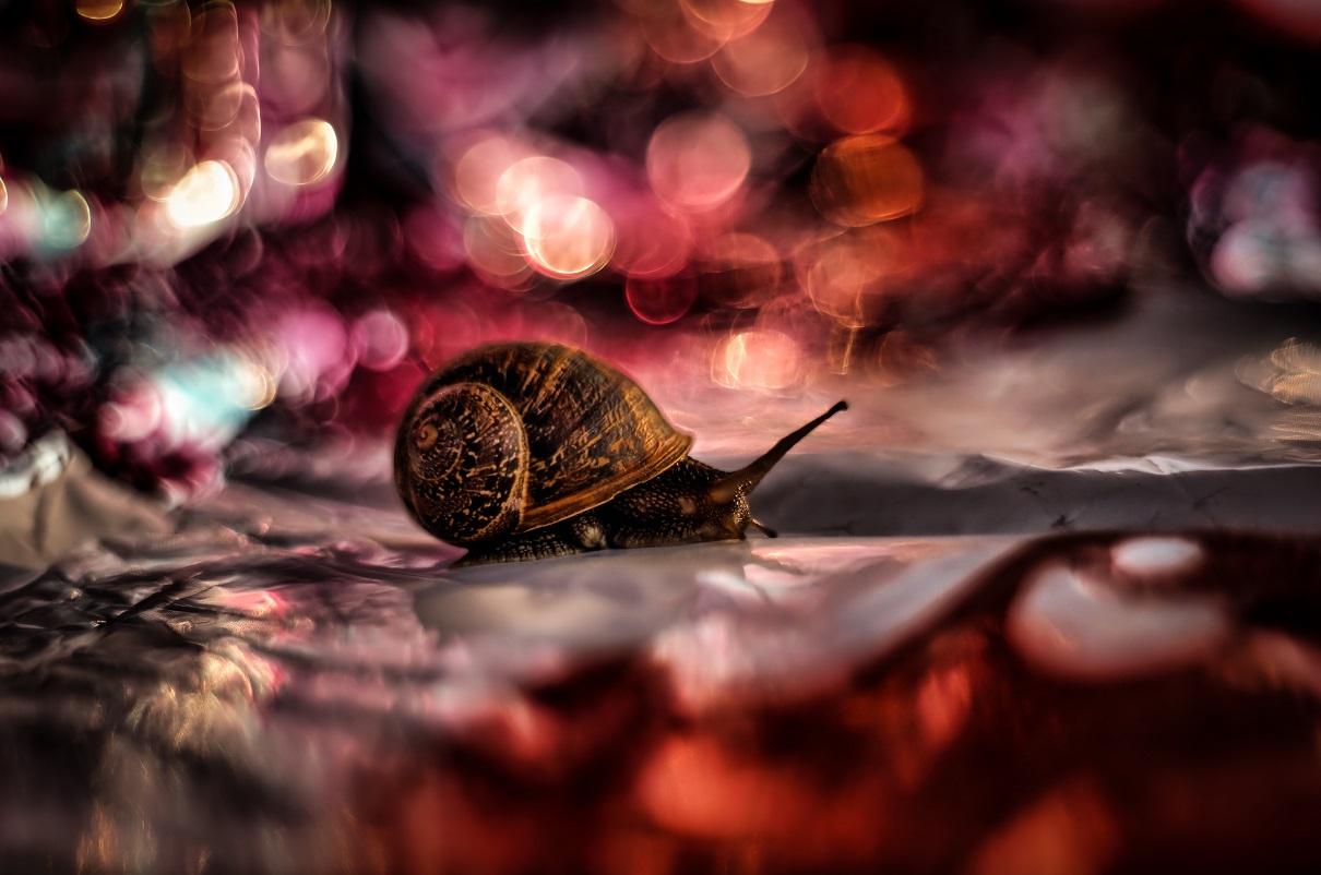 the awakening, the first sunrise