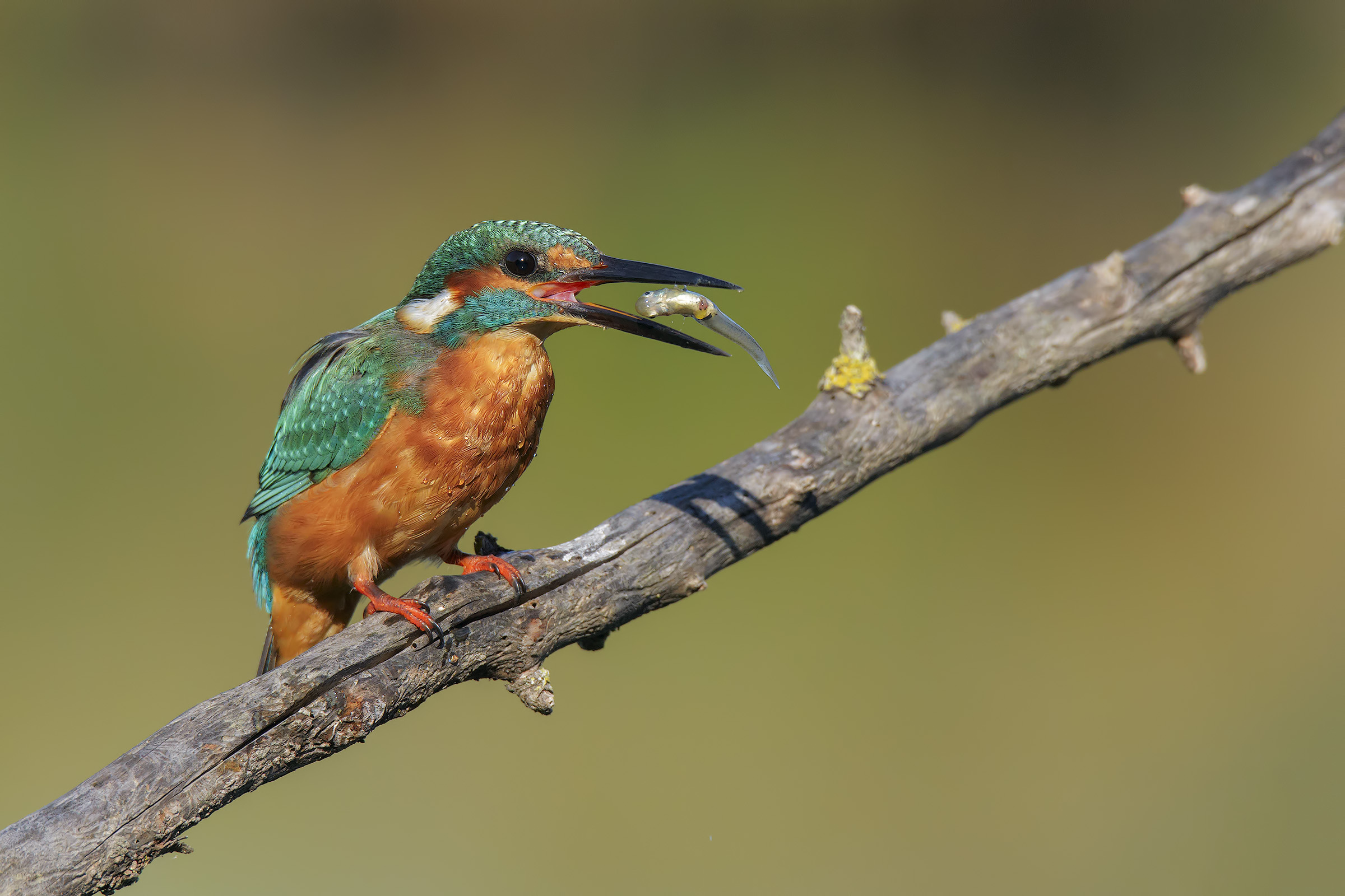 Alcedo atthis