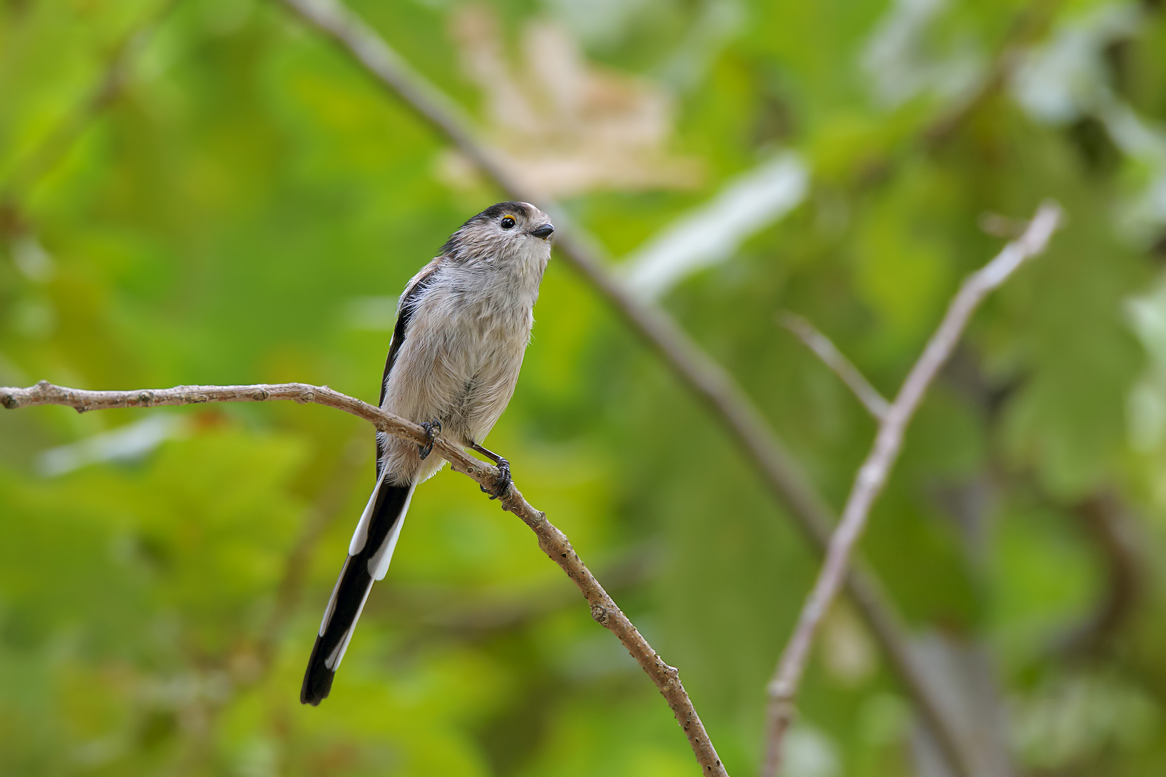 Long-tailed Tit