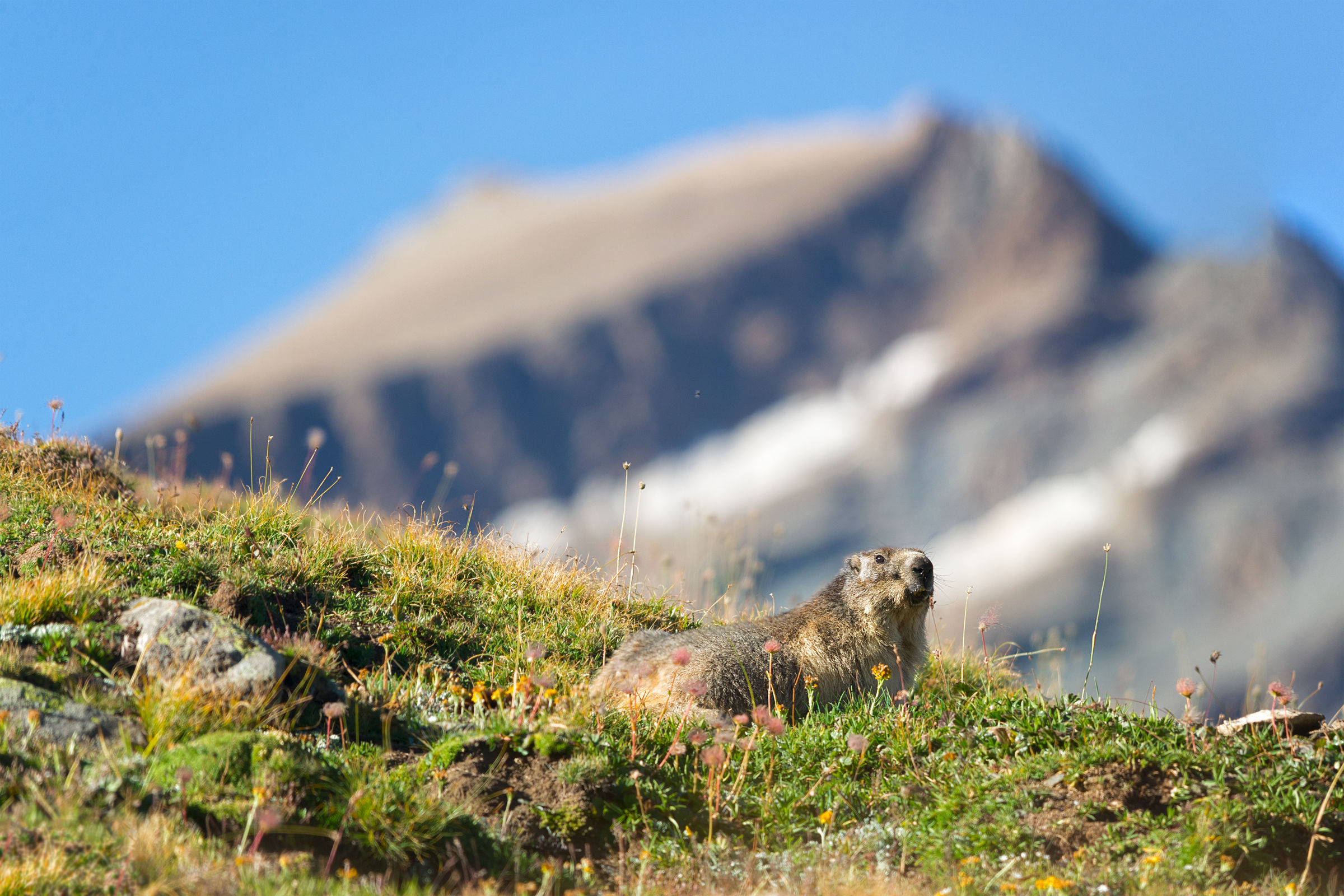 Marmot and Rosset