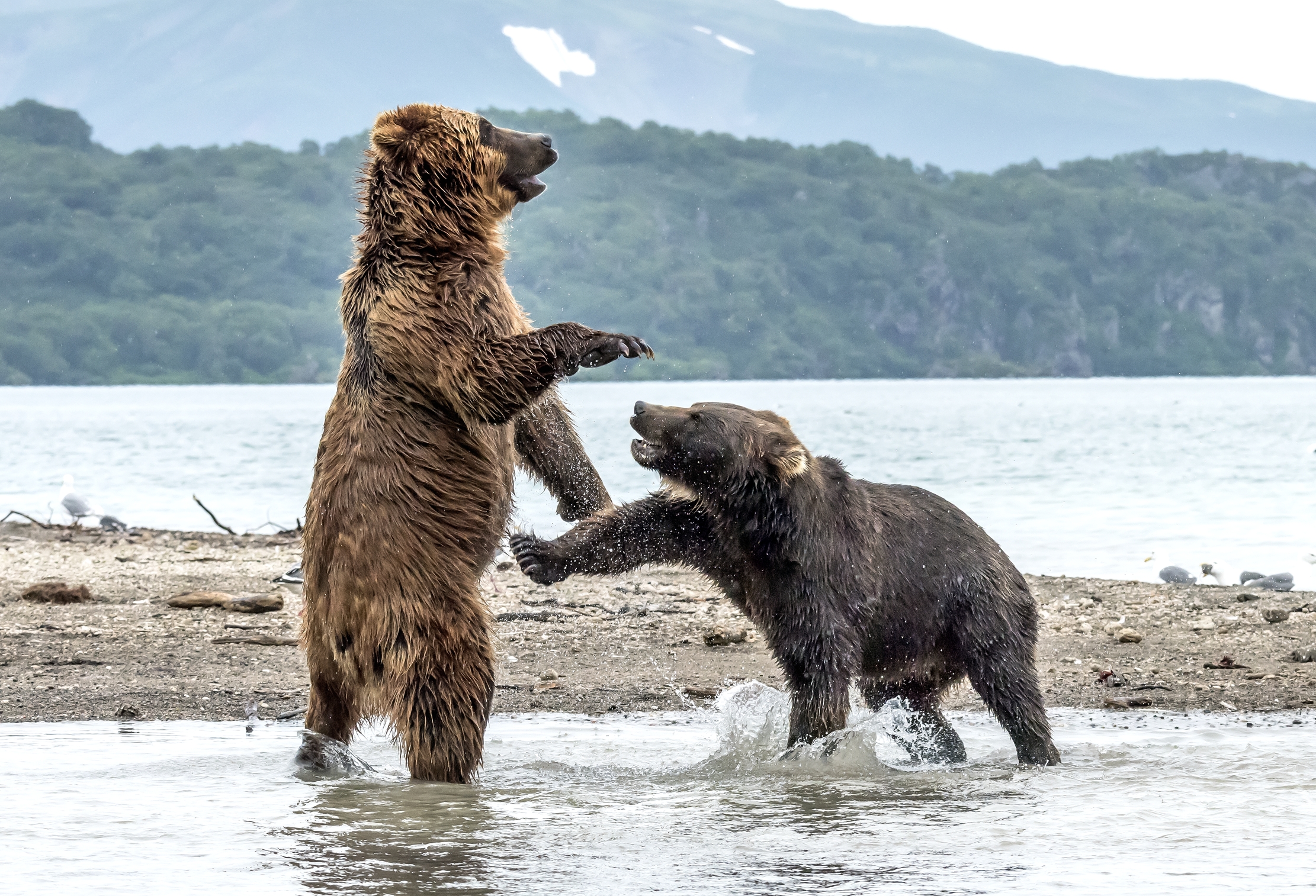 Kamchatka 2016 - Bipedi e quadrupedi