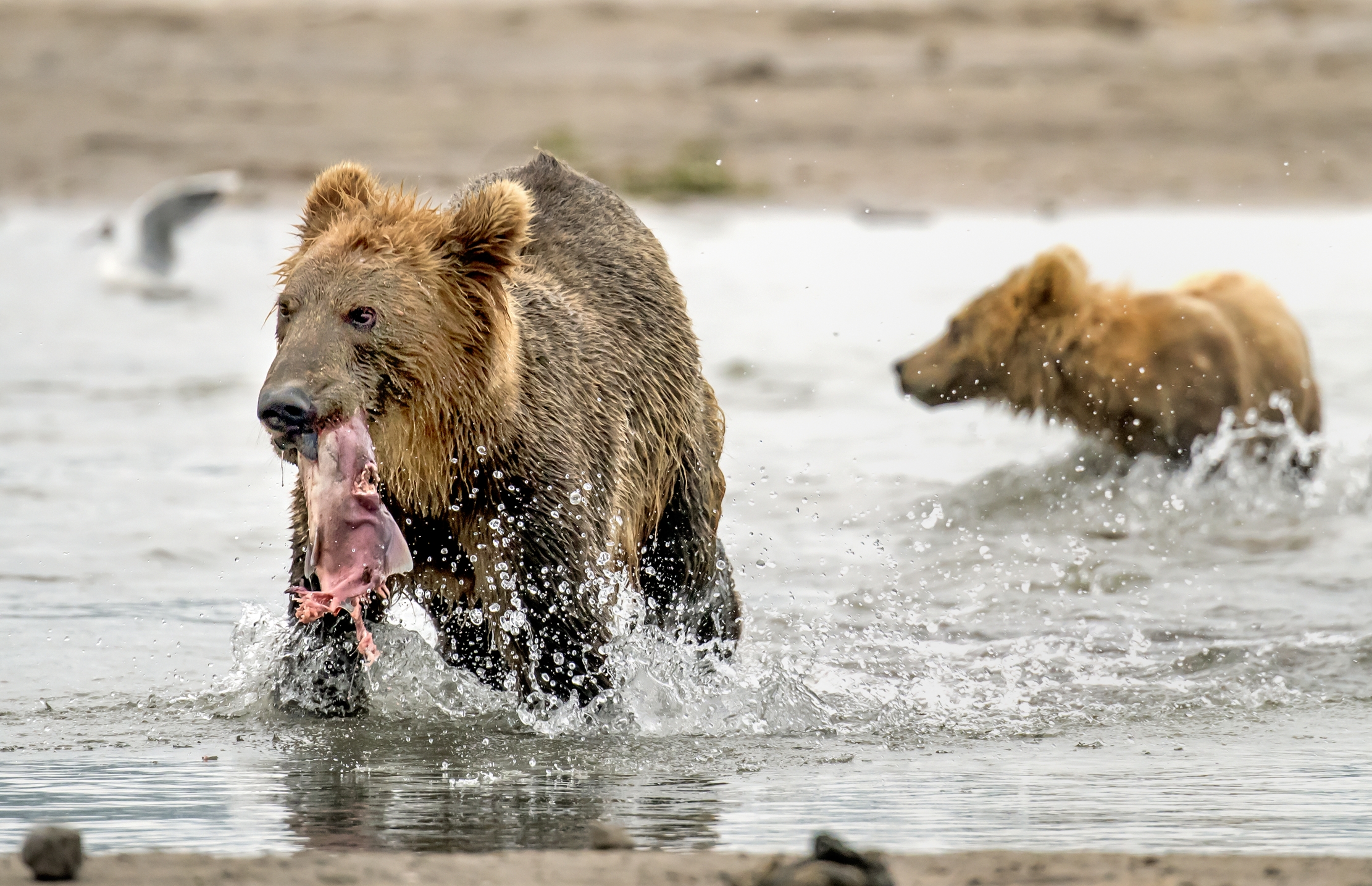 Kamchatka 2016 - Scene di vita sul fiume