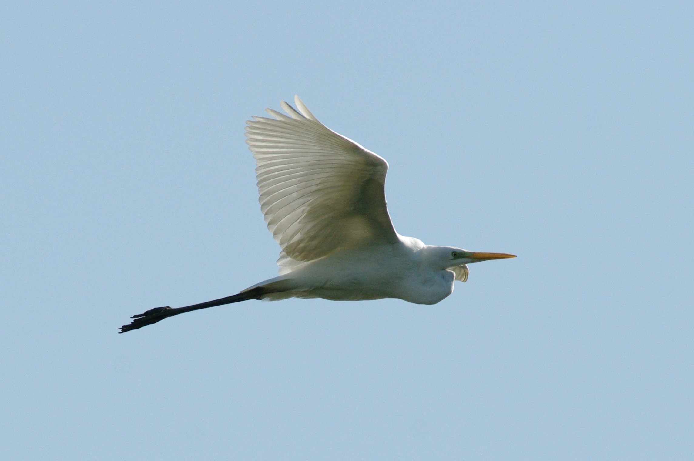 Great Egret (