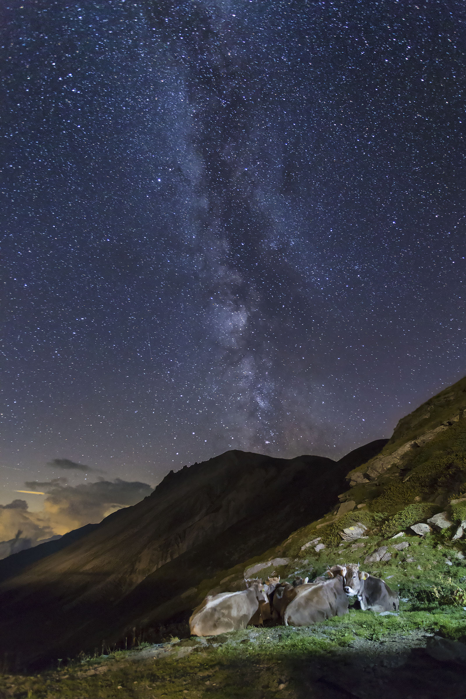 Ruminando sotto le stelle