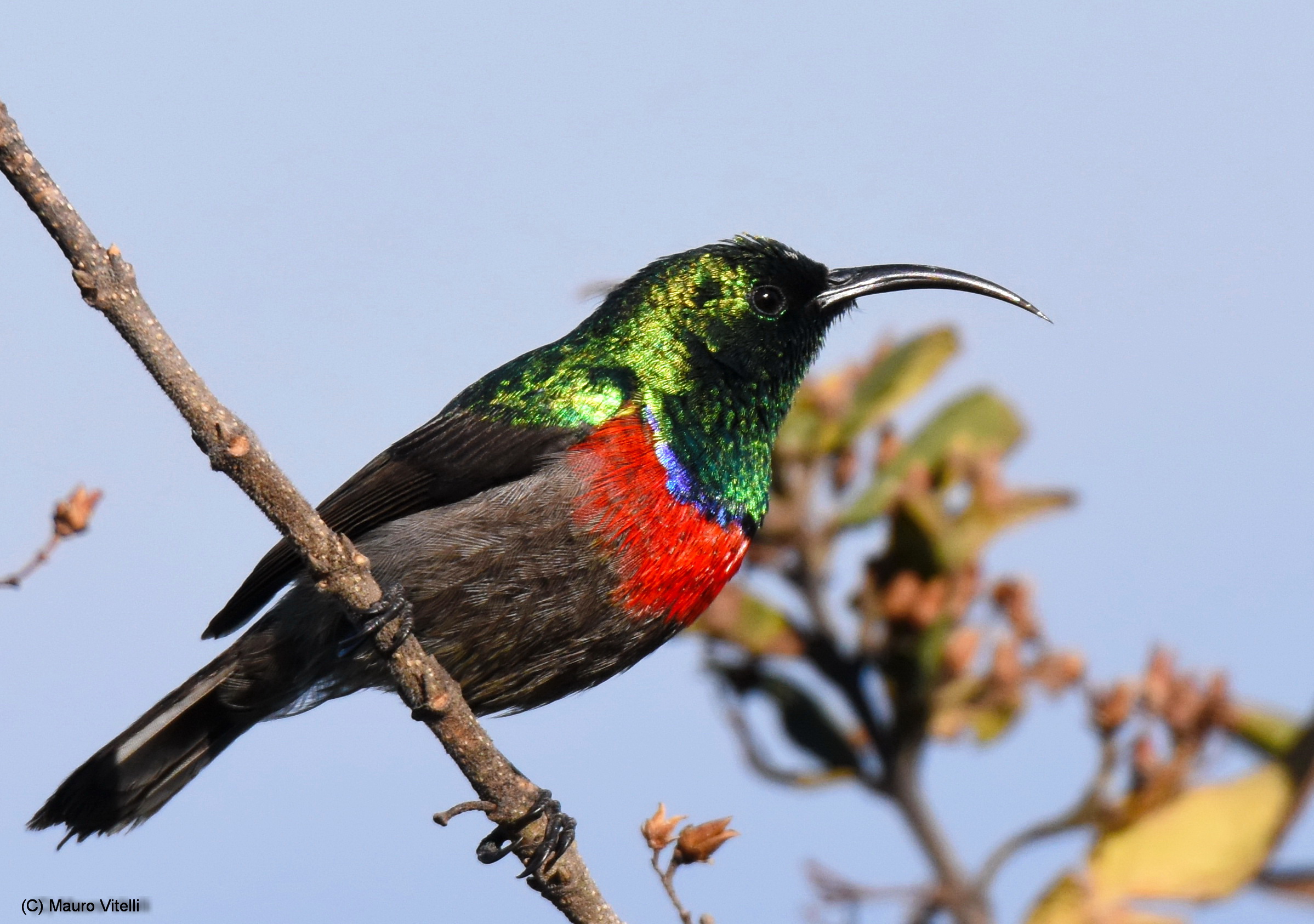 Southern double-collared sunbird