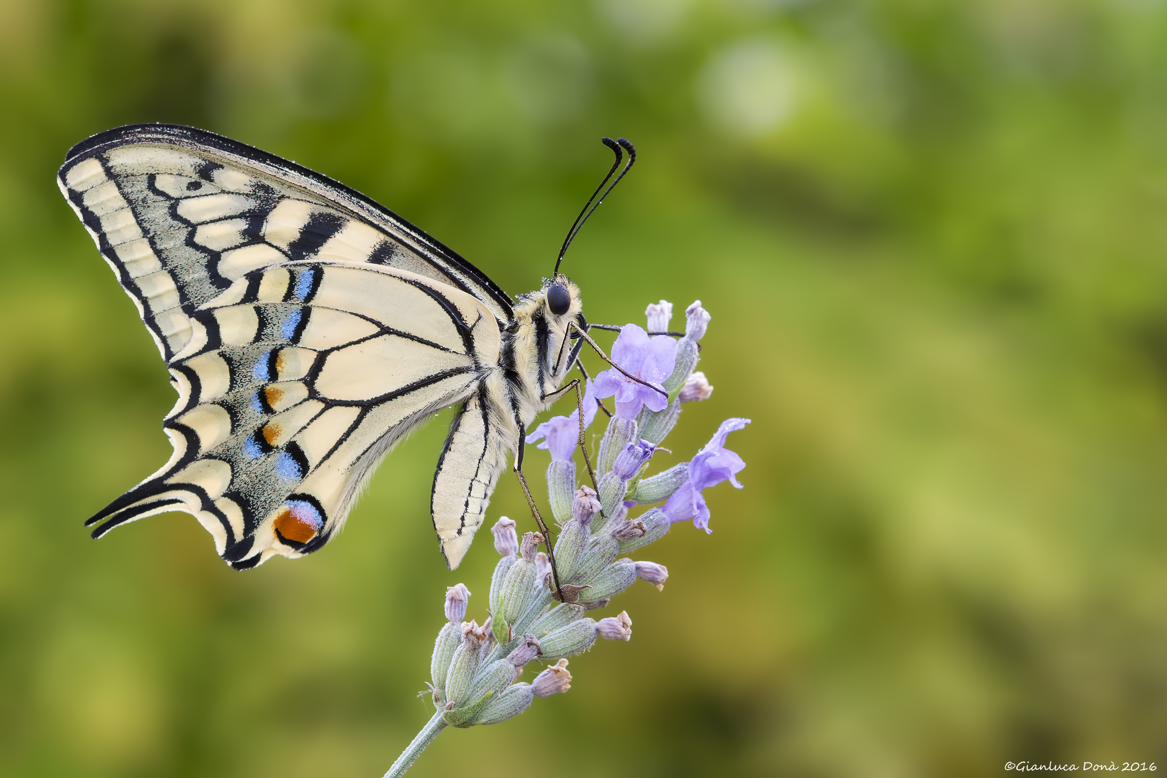 Papilio machaon Linnaeus, 1758