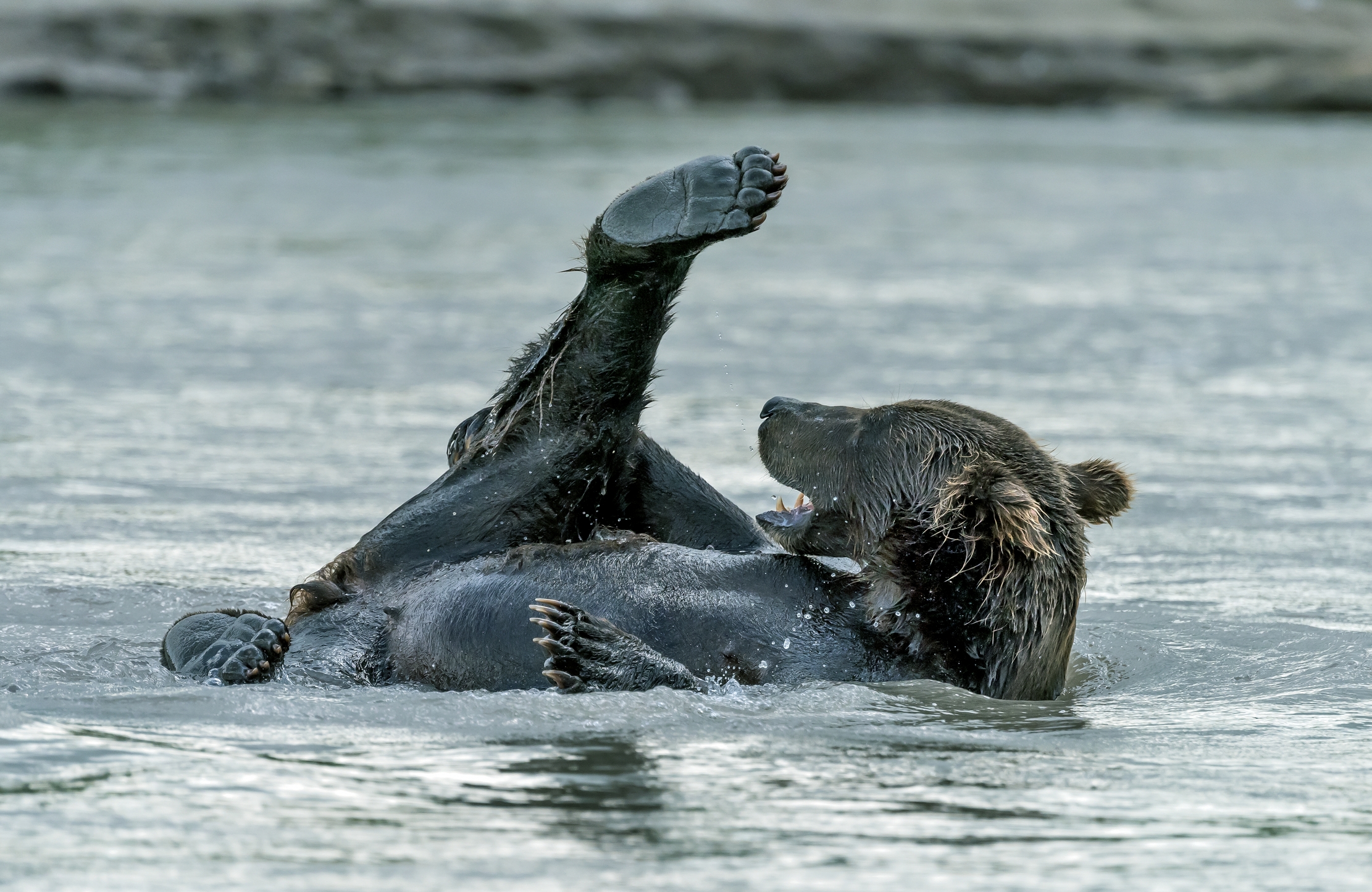 Kamchatka 2016 -Bagnetto 2