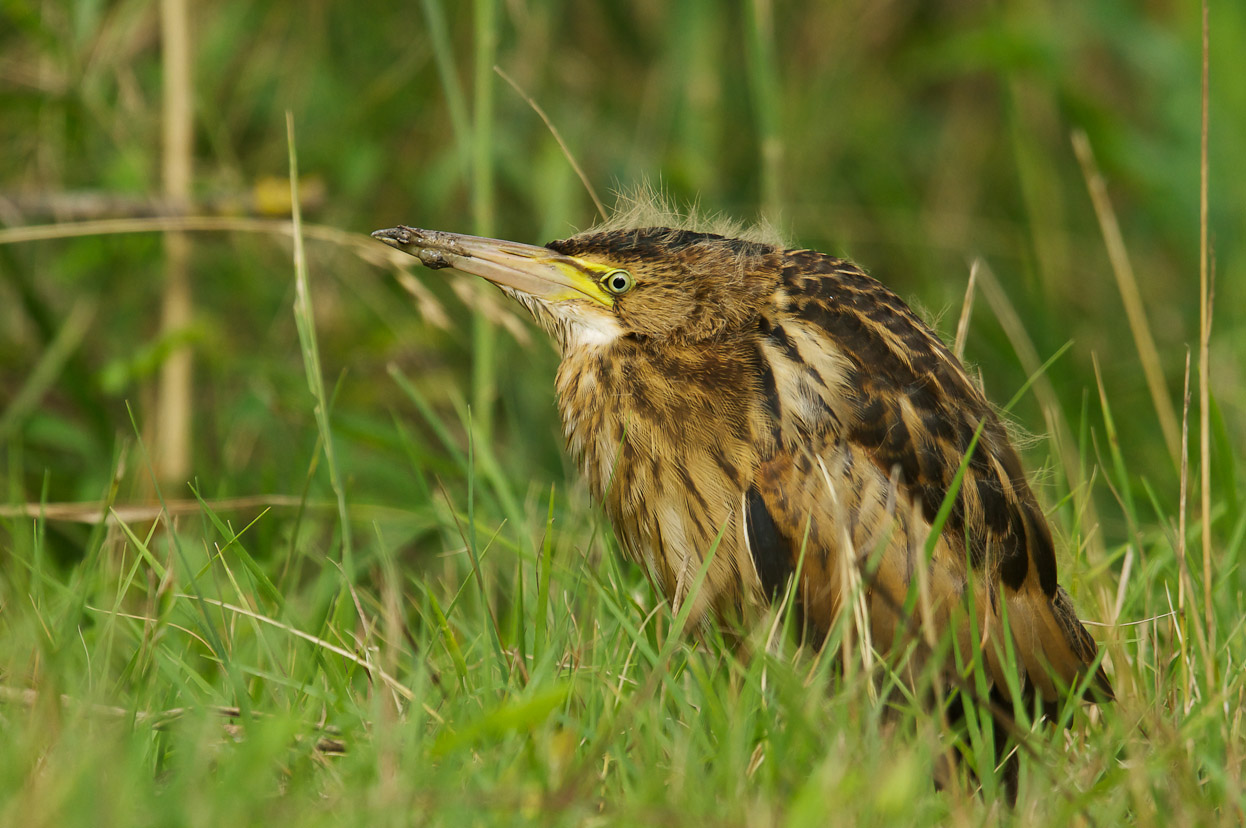 bittern .. ino ino ..