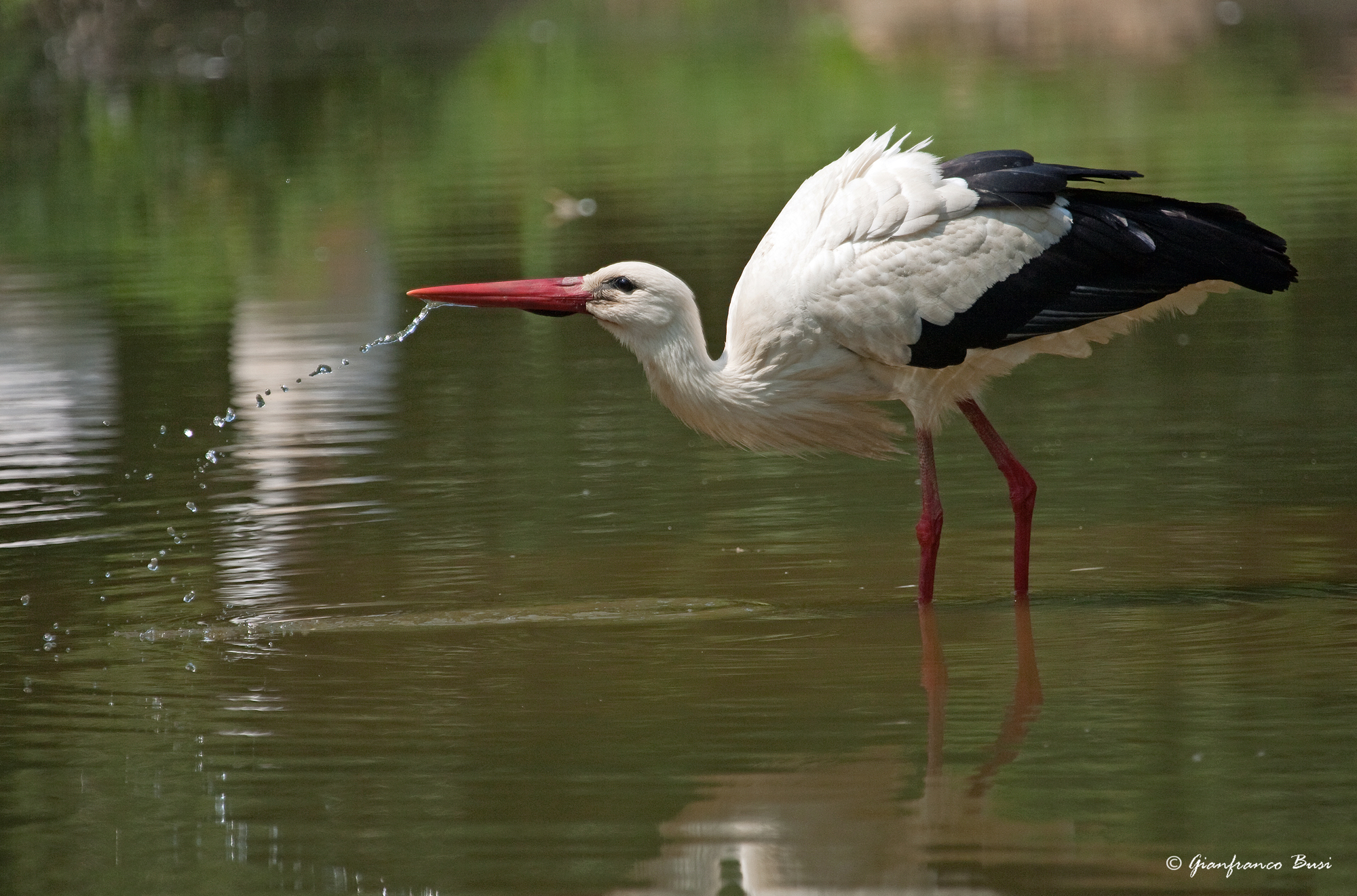 cicogna bianca - ciconia ciconia