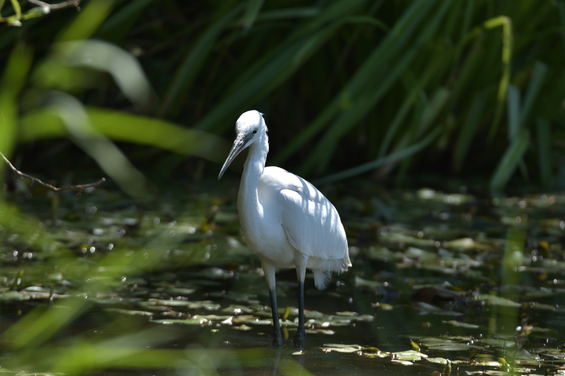 Garzetta in penombra