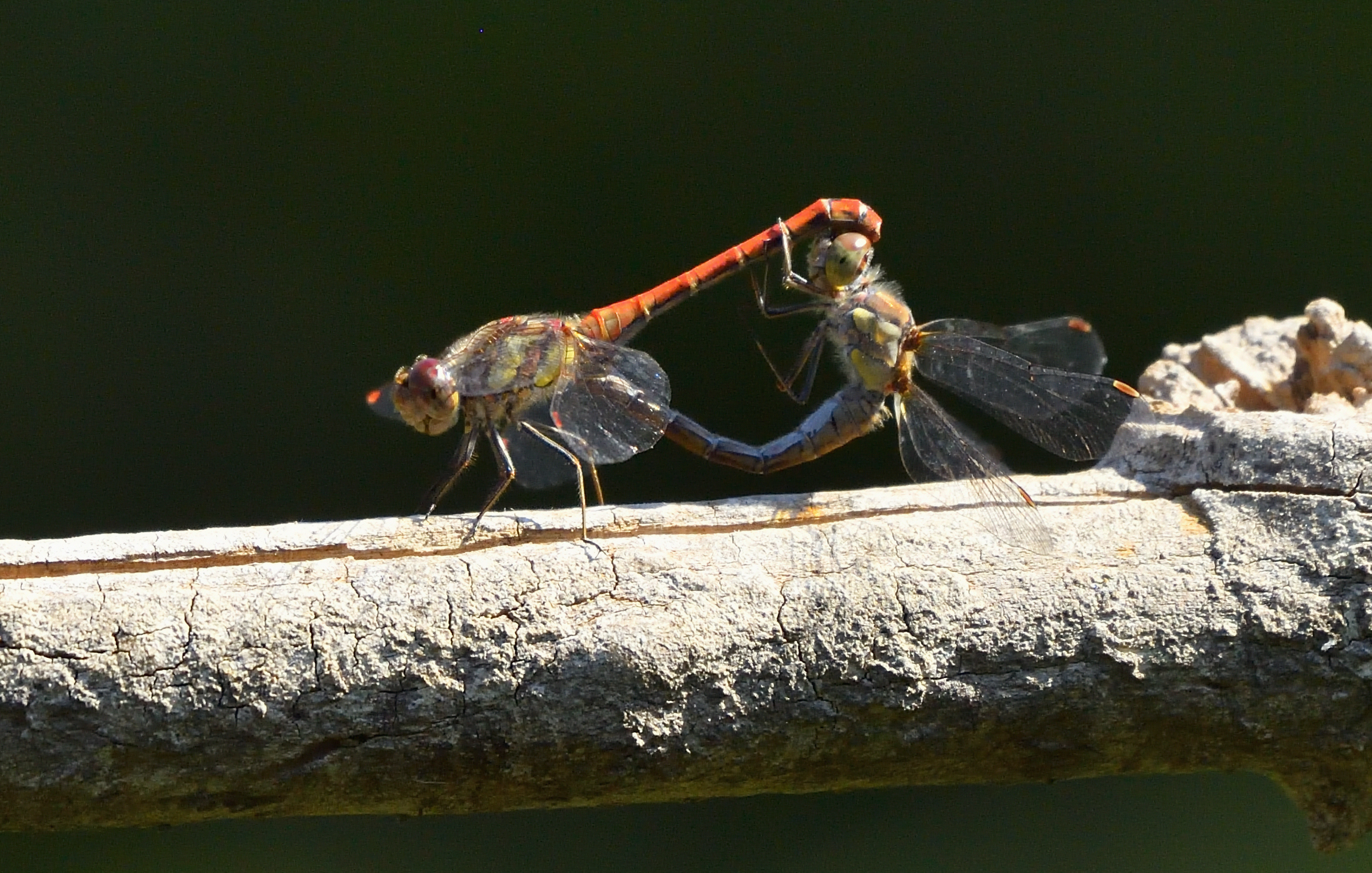 libellule sul posatoio