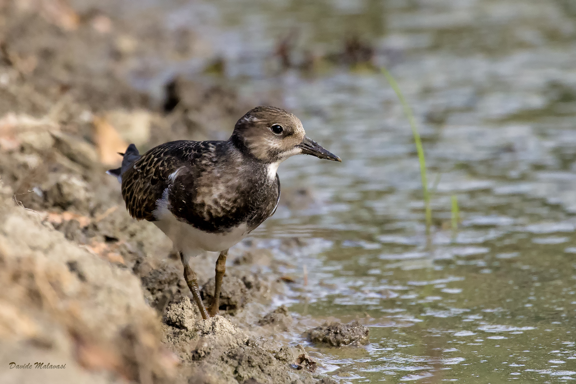Turnstone