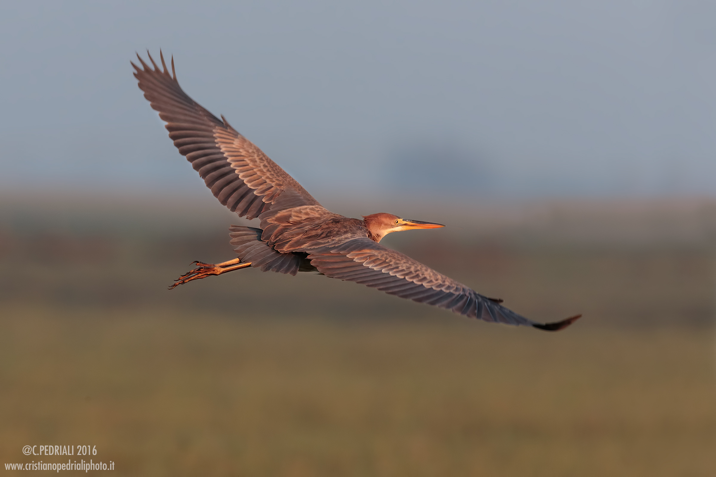 Purple Heron in flight at dawn