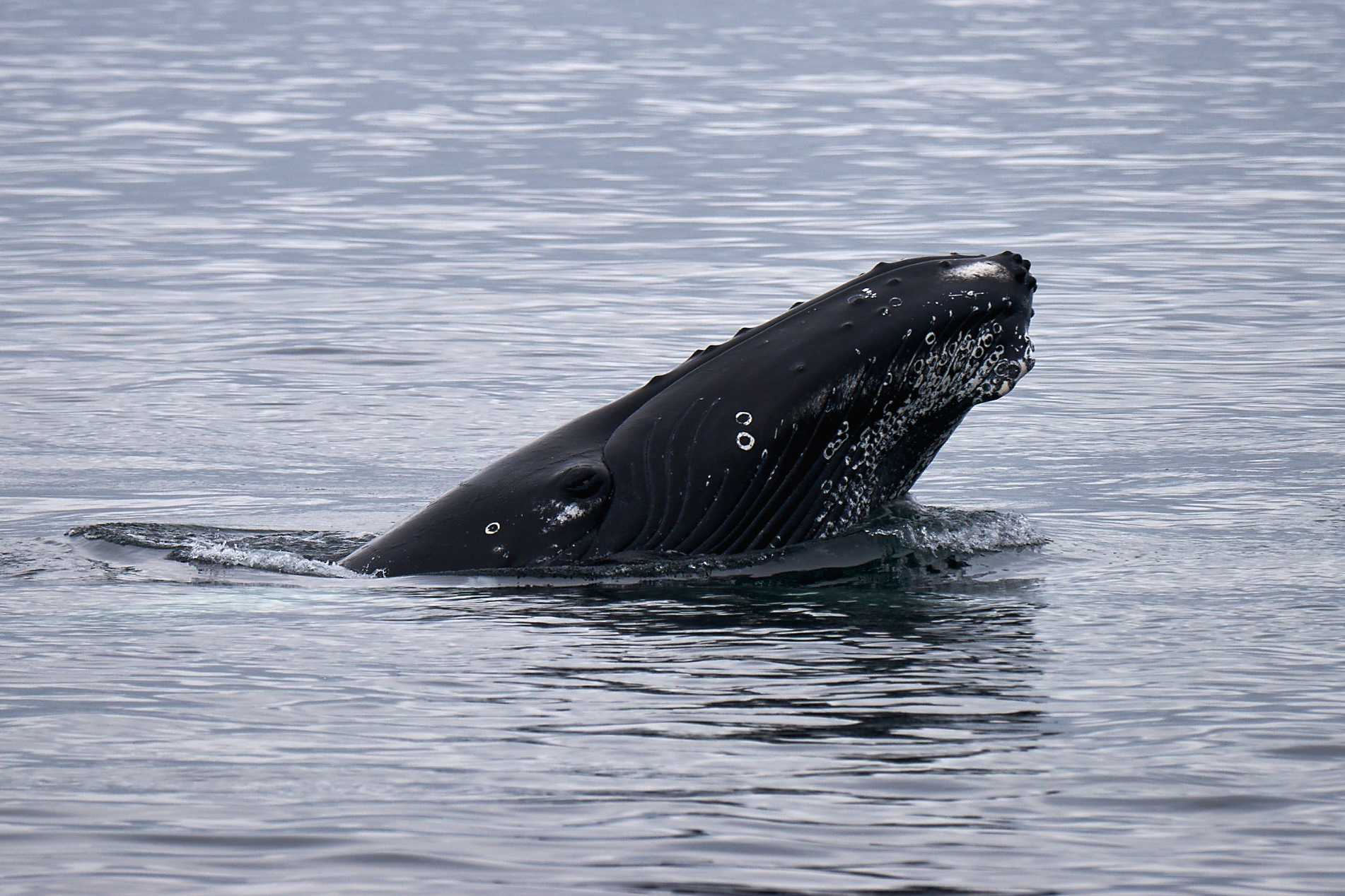 Occhio che ti osservo!
