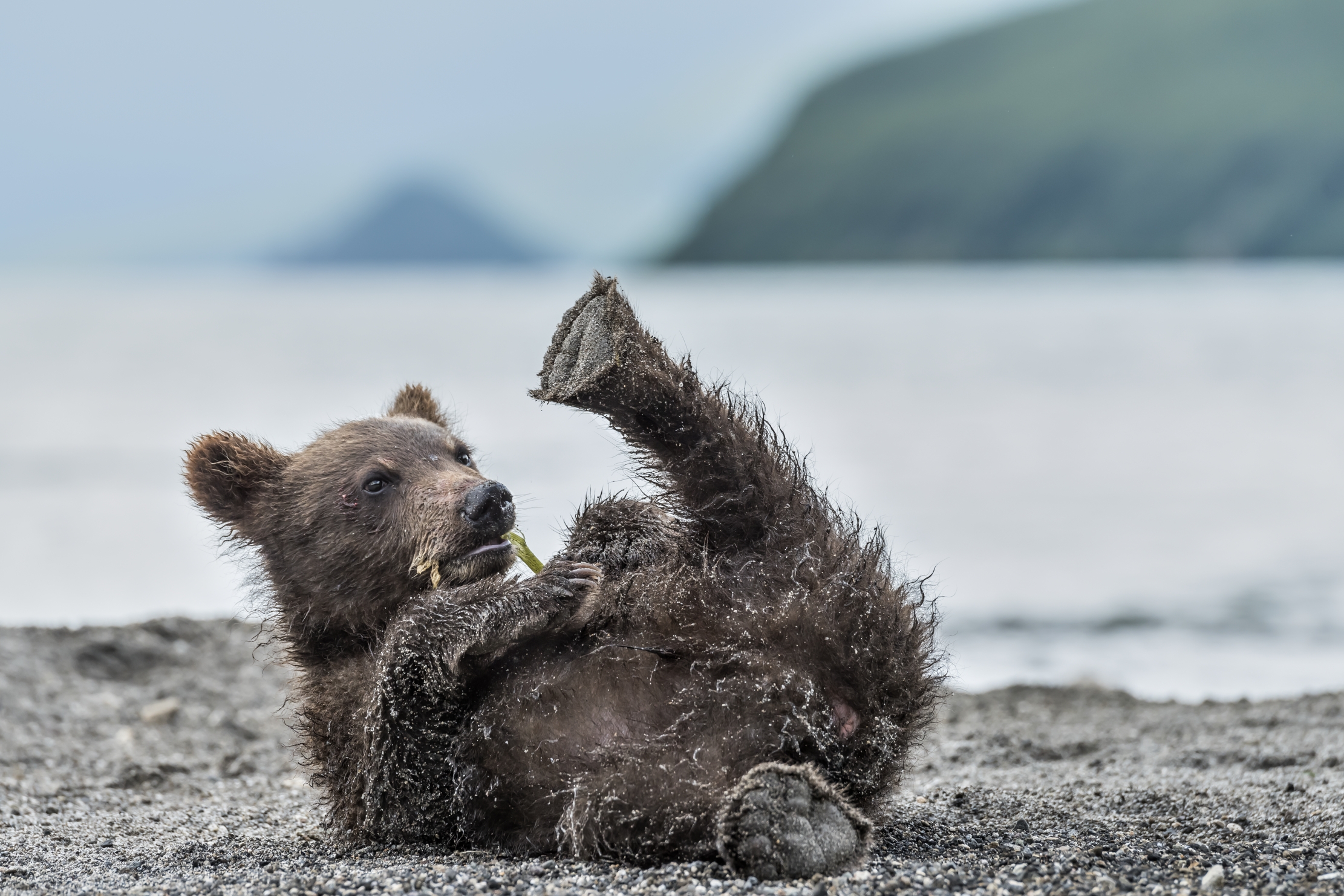 Kamchatka 2016 - Cubs