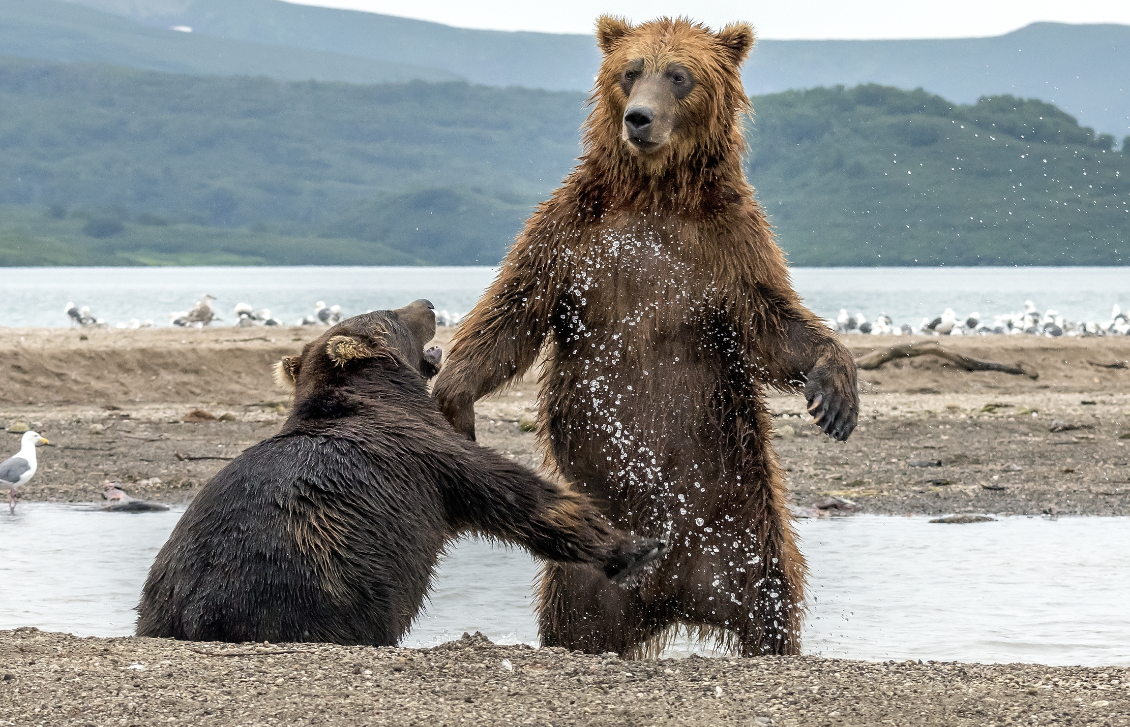 Kamchatka 2016 - Incontri vivavi
