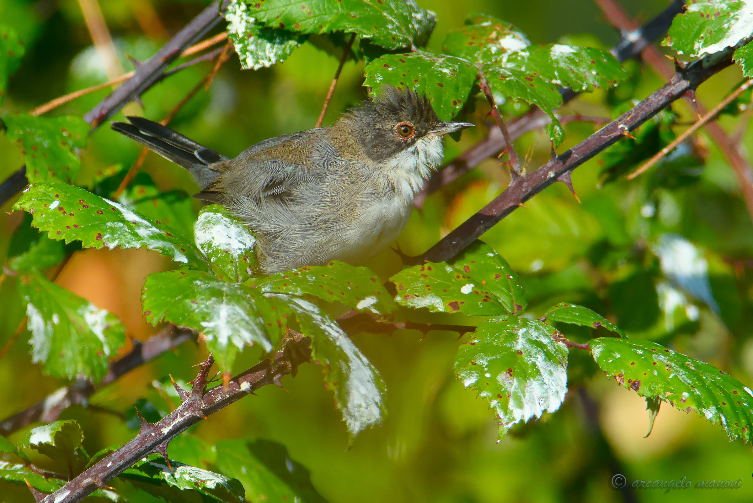 Warbler in dodger '' Guamo ''
