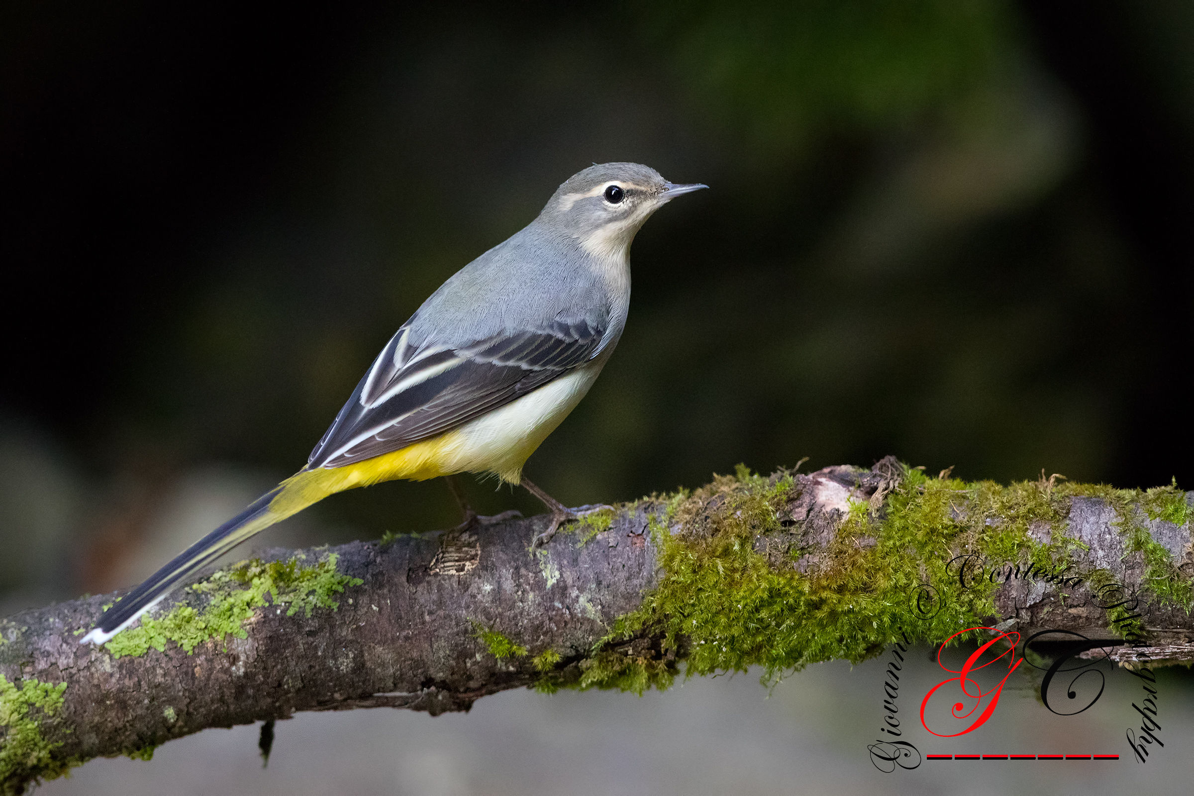 yellow wagtail
