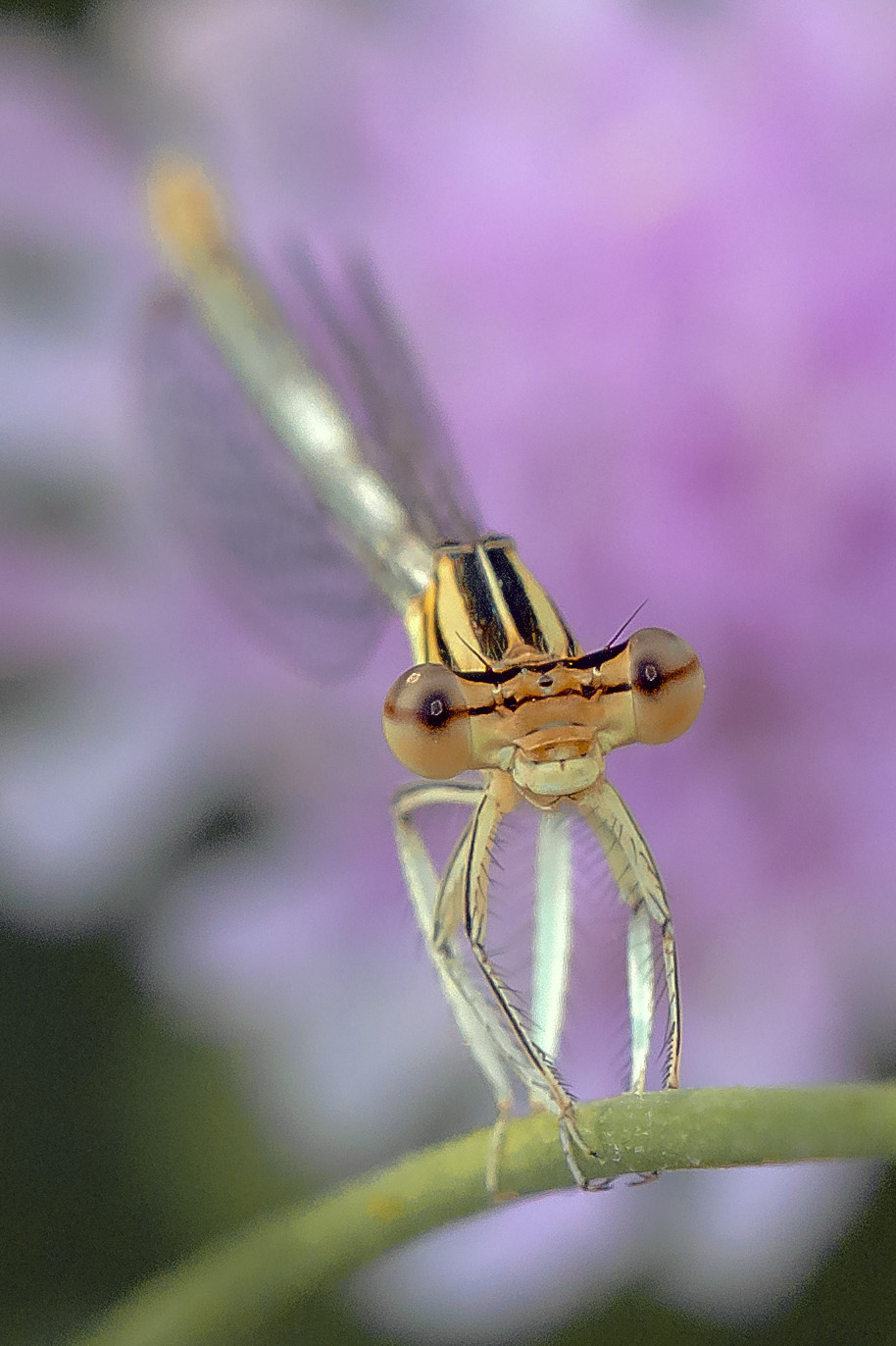 Portrait of a maid - Platycnemis pennipes