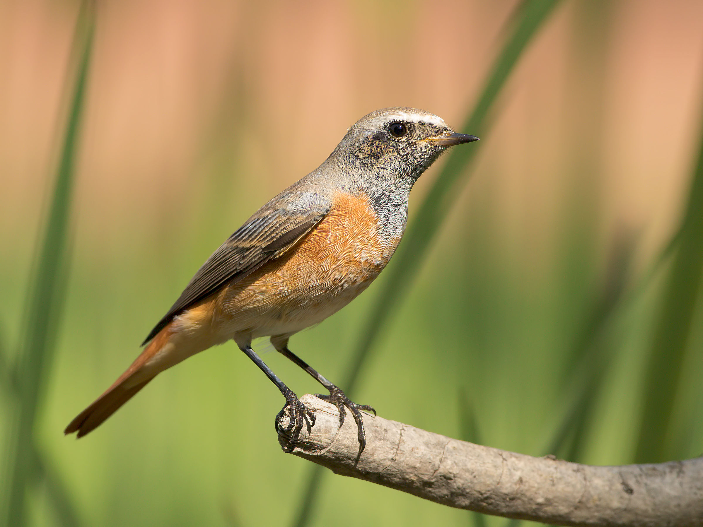 redstart