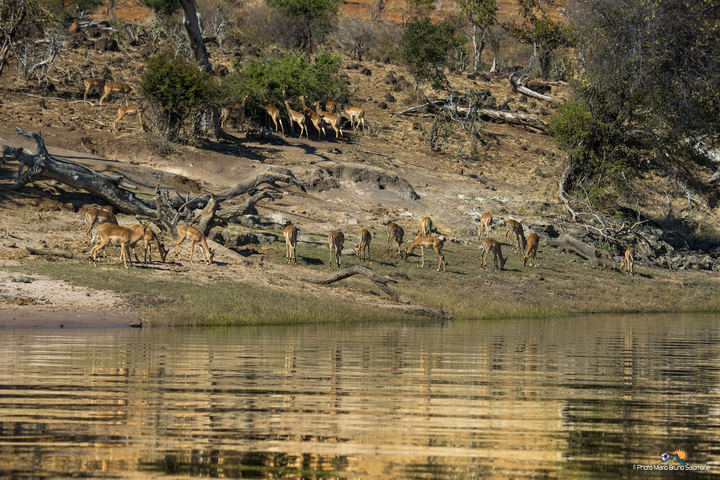 Reflections on the Chobe.