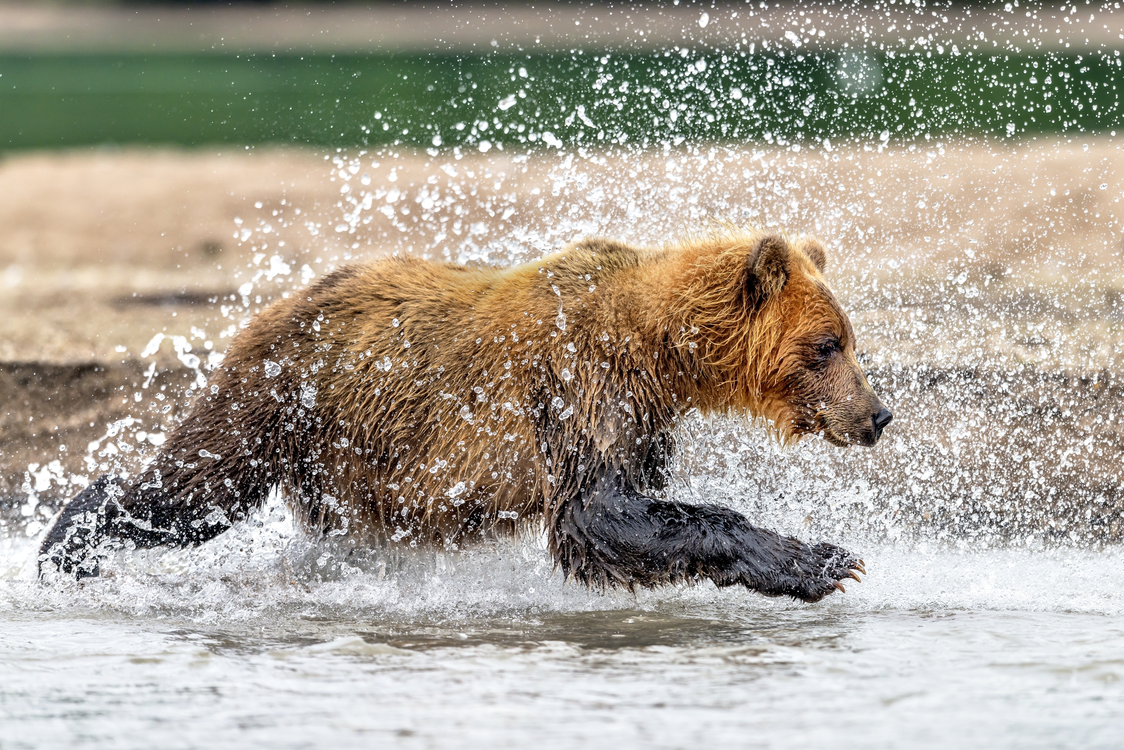 Kamchatka 2016 - Corsa dietro al salmone
