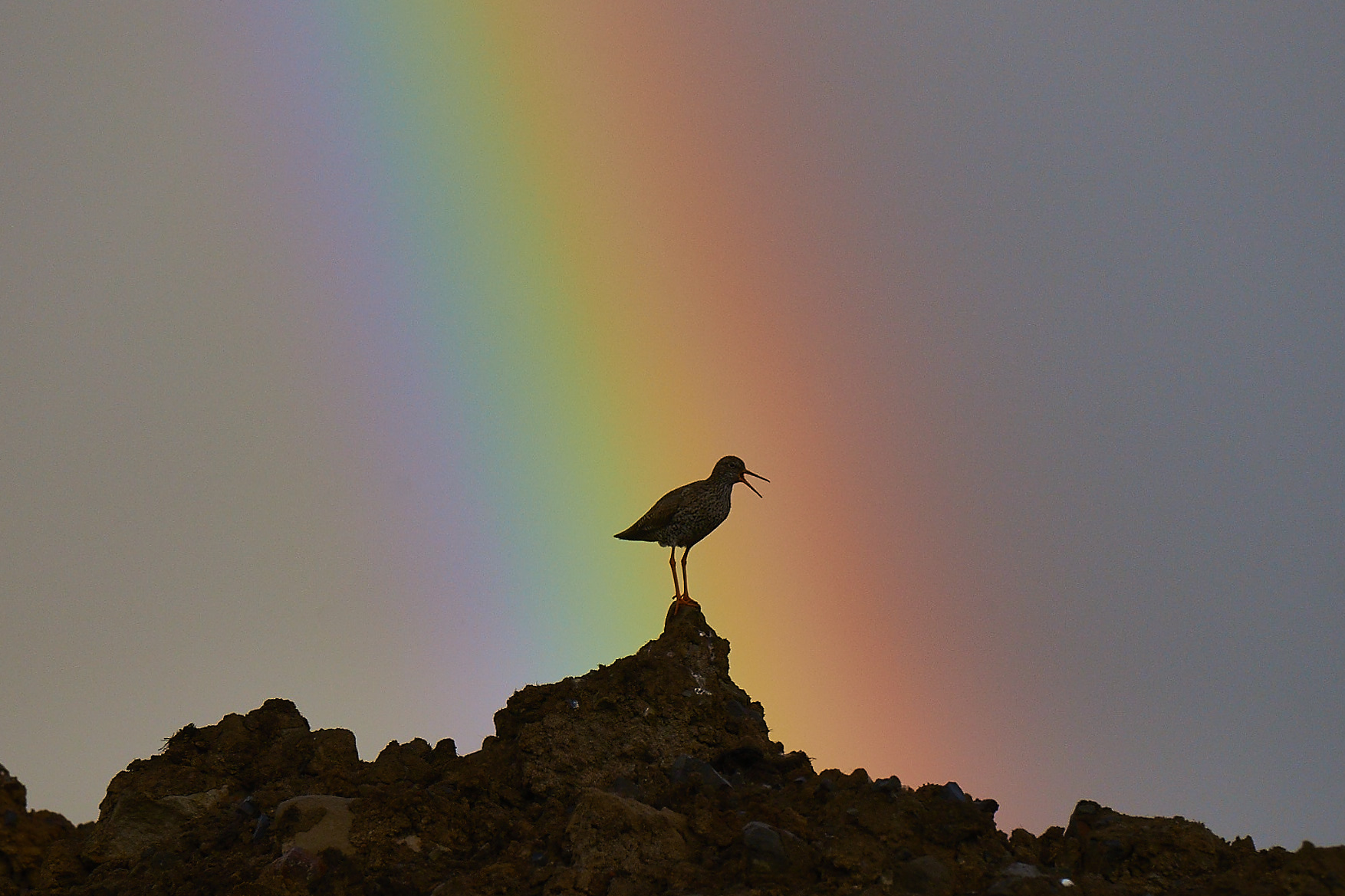 singing in the rainbow