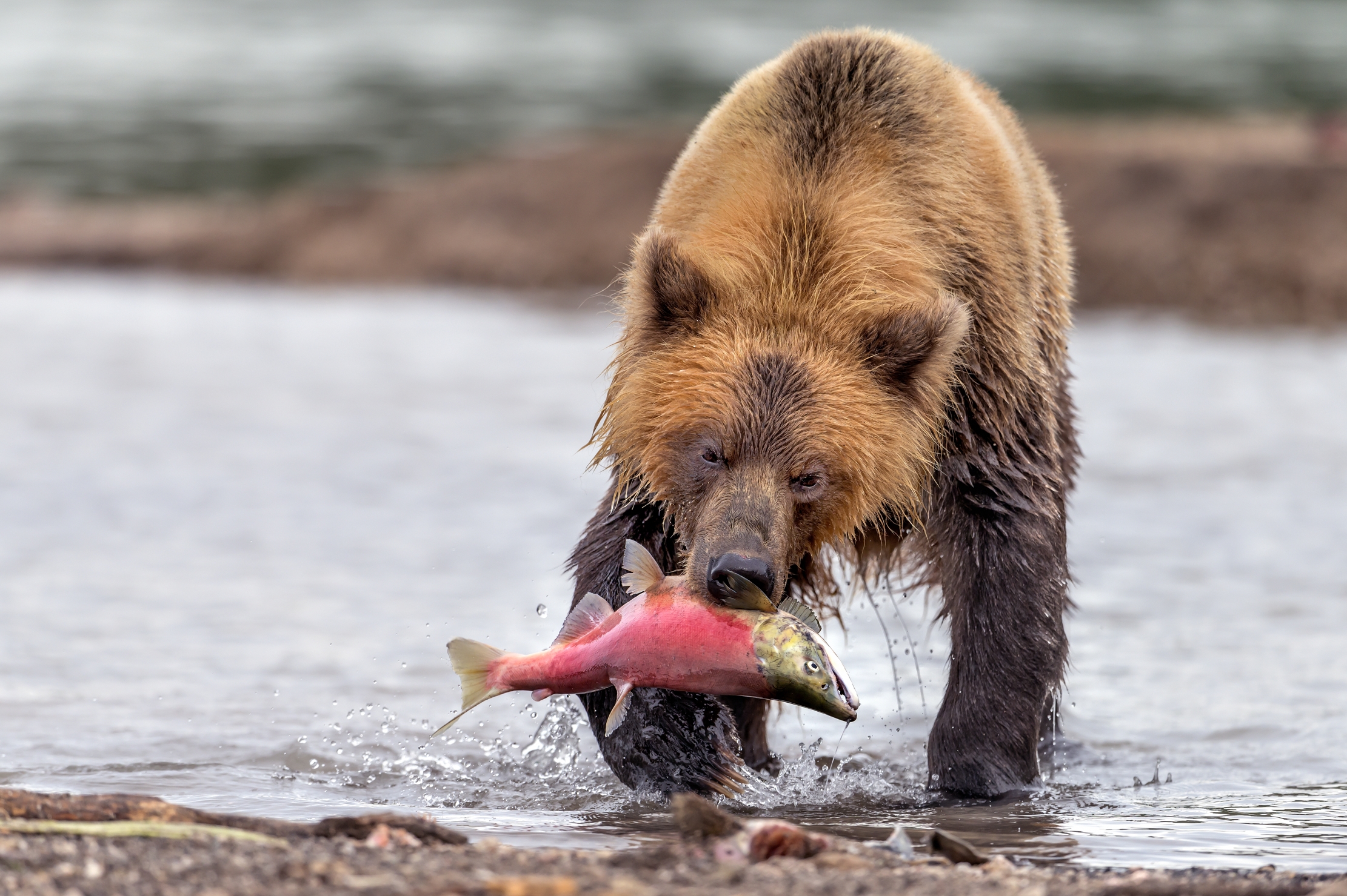 Kamchatka 2016 - La pesca