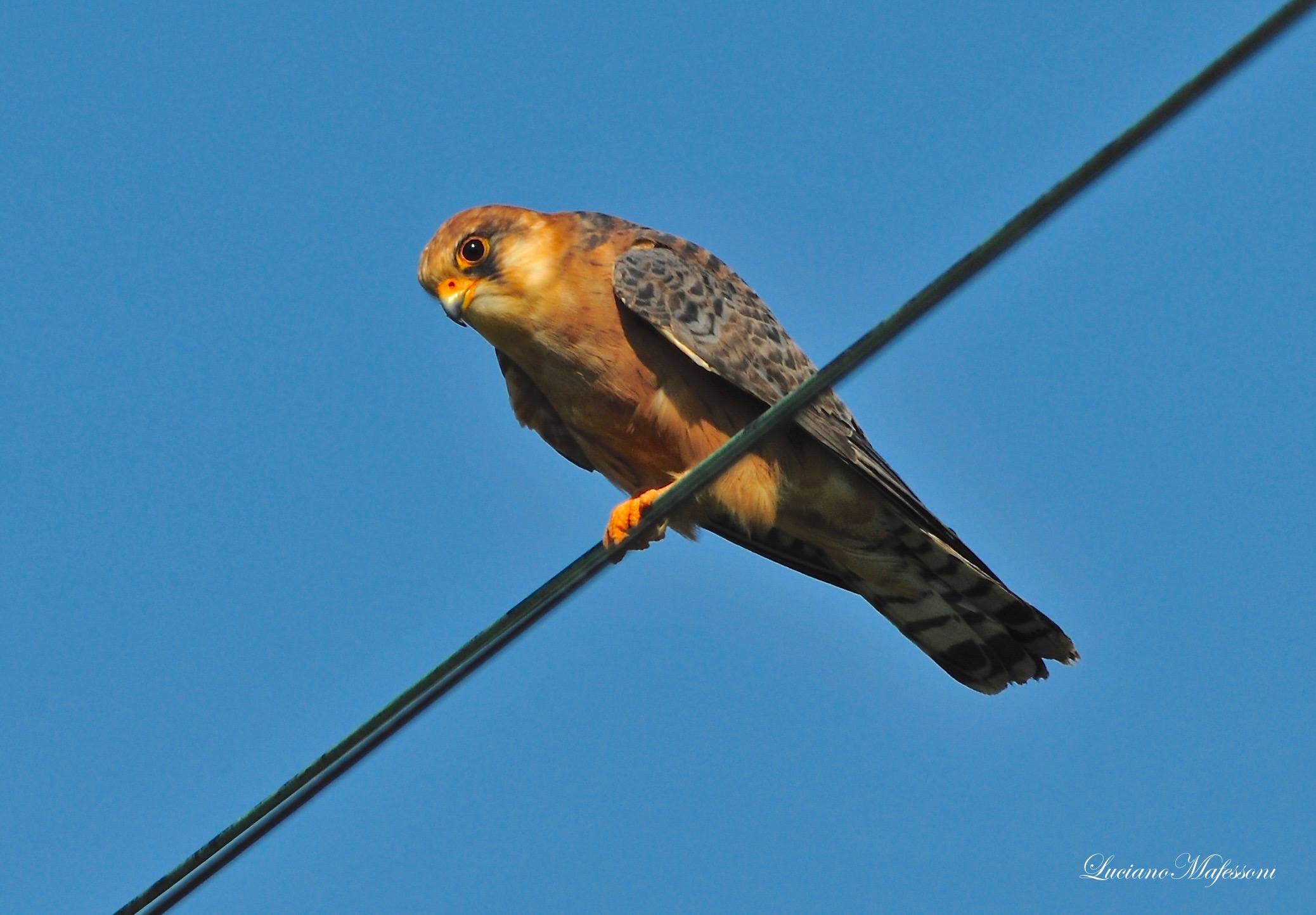 falco  cuculo  femmina