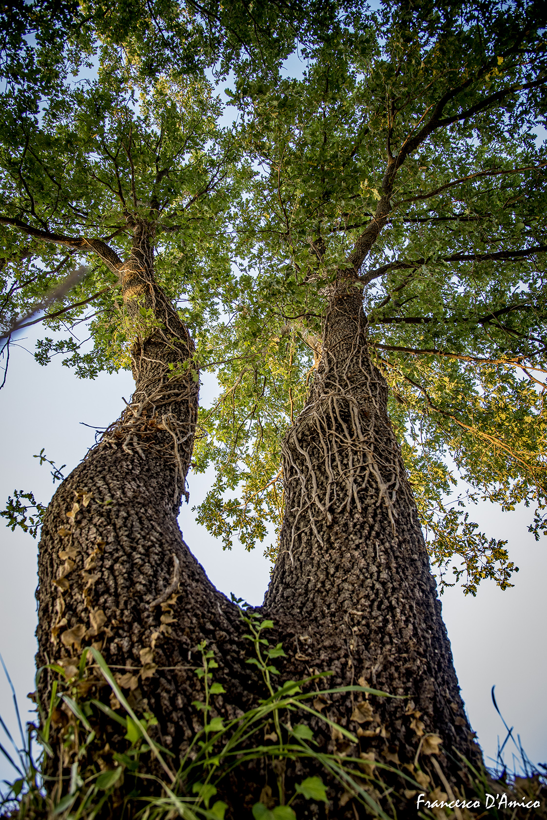 L'albero che cammina