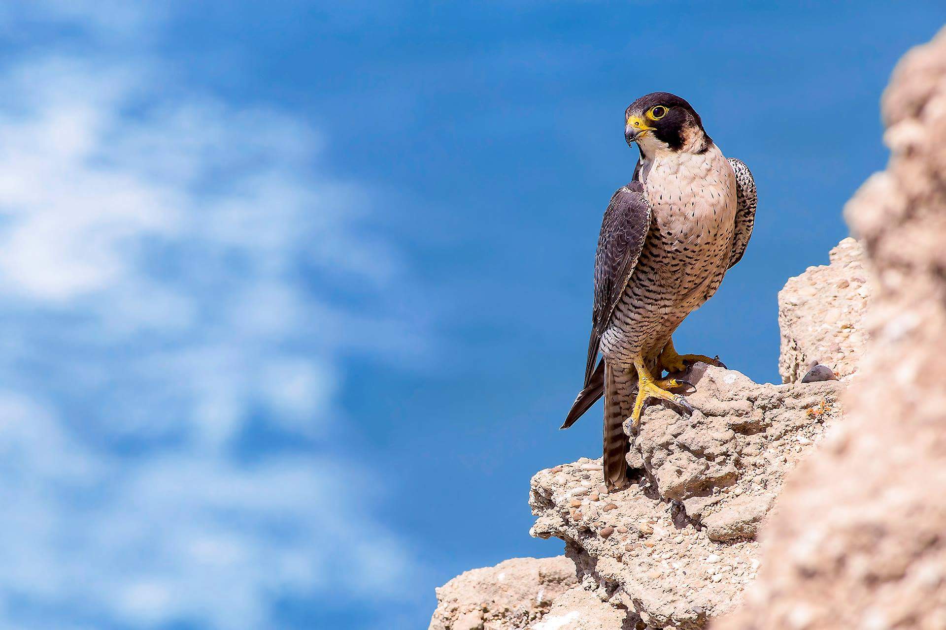 Falco Pellegrino sfondo Mare